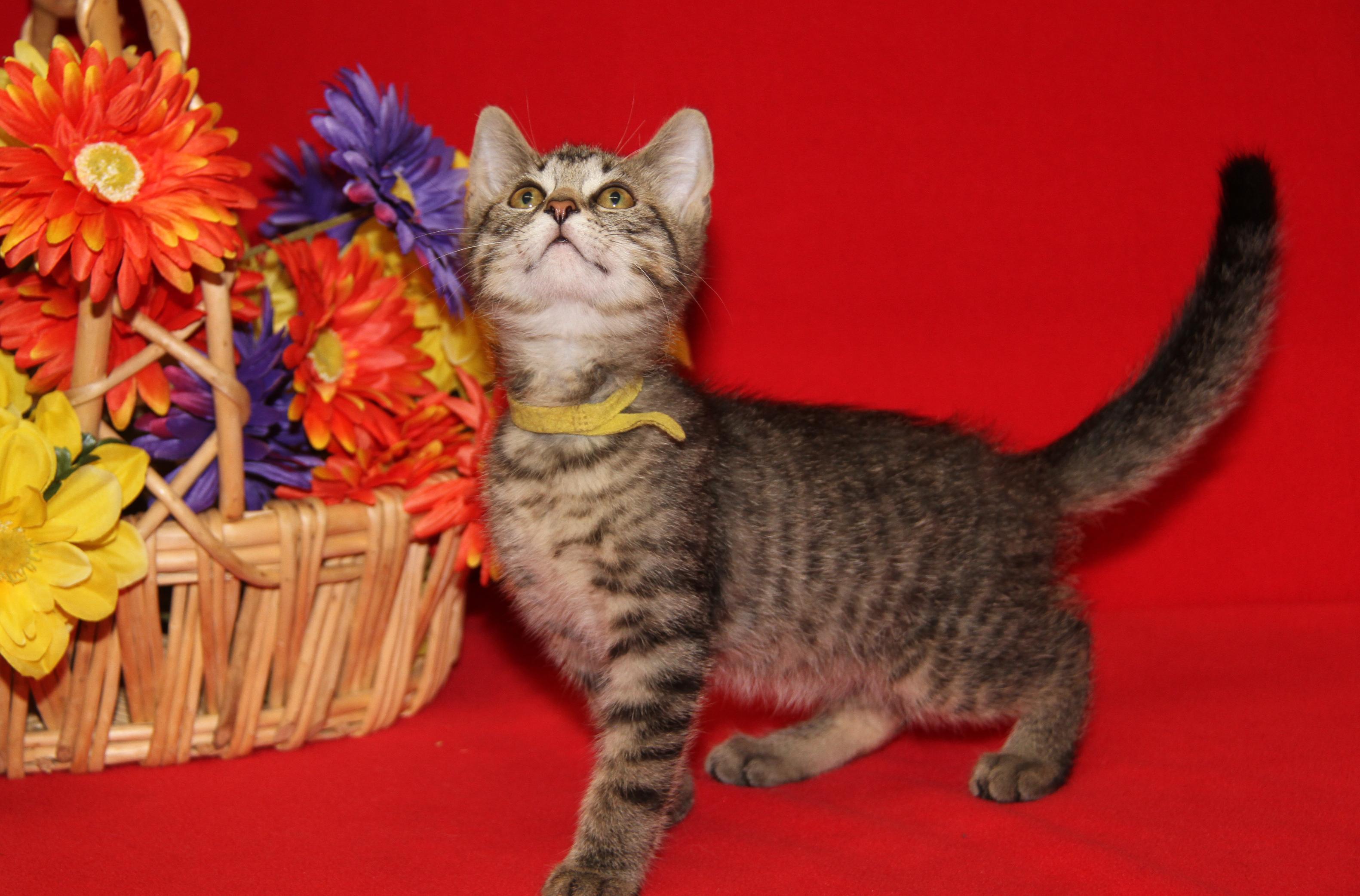 Finch (Neutered) (Photos July 4th 2026), an adopted mixed breed in Marietta, OH image 4/6