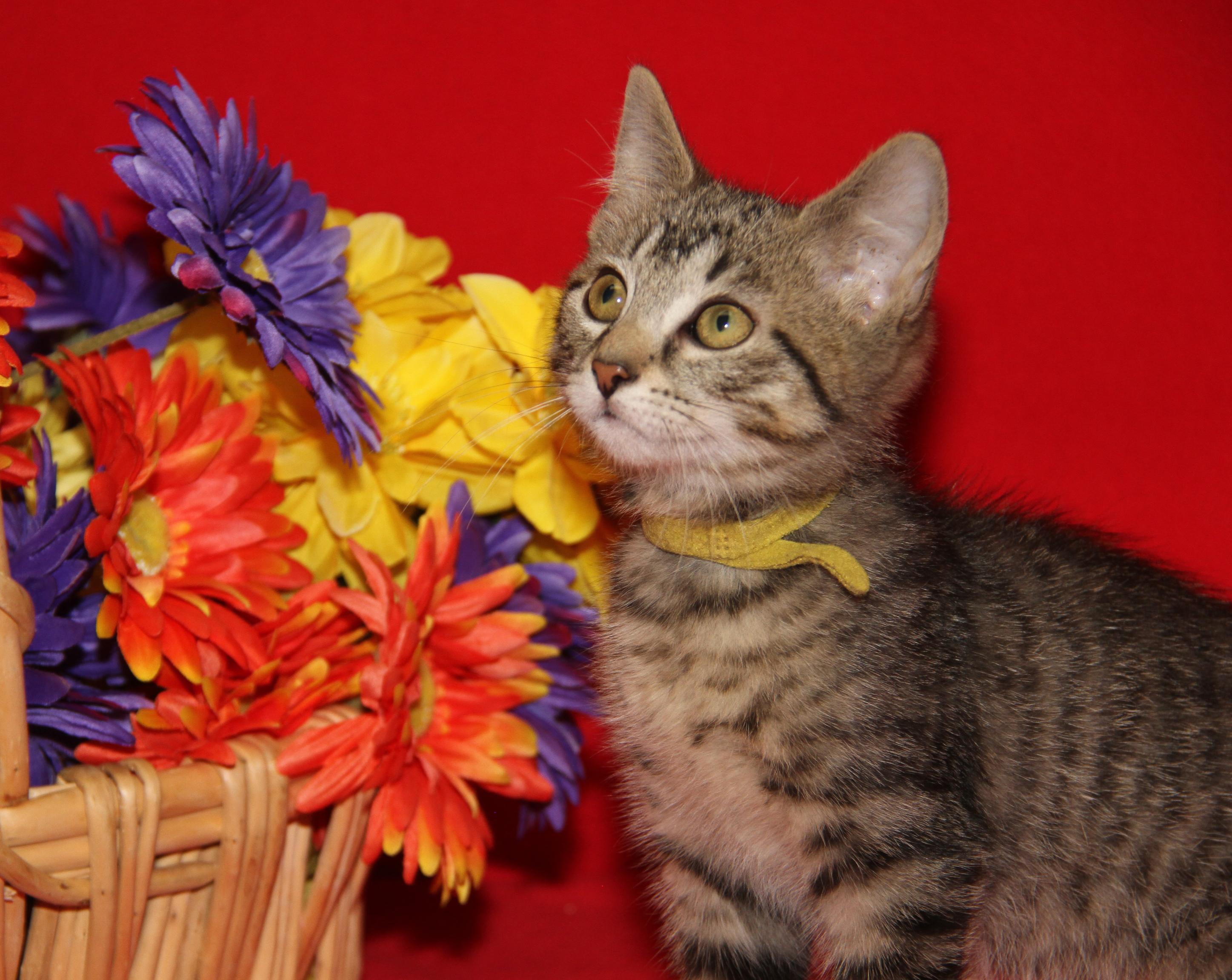 Finch (Neutered) (Photos July 4th 2026), an adopted mixed breed in Marietta, OH image 5/6