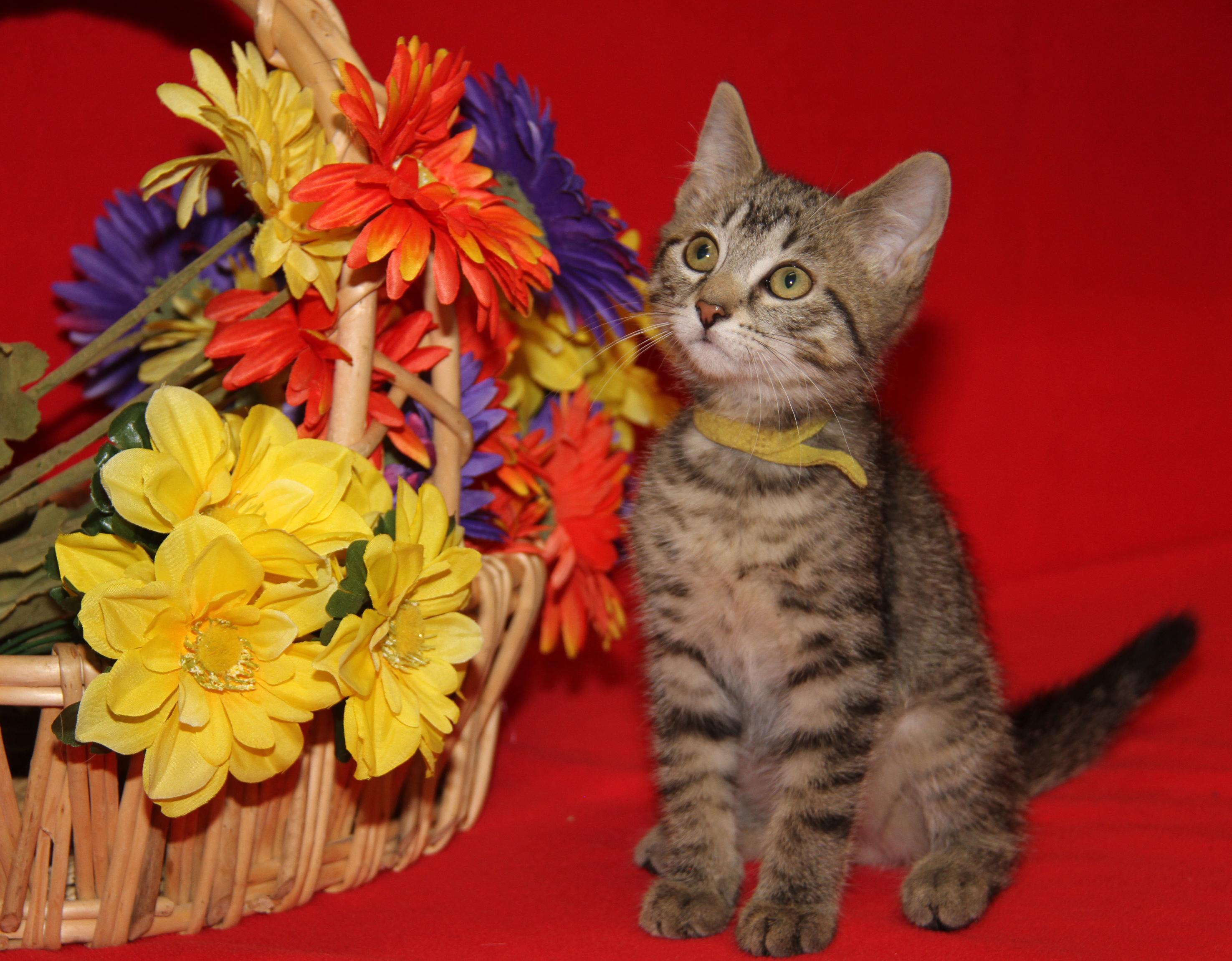 Finch (Neutered) (Photos July 4th 2026), an adopted mixed breed in Marietta, OH image 2/6