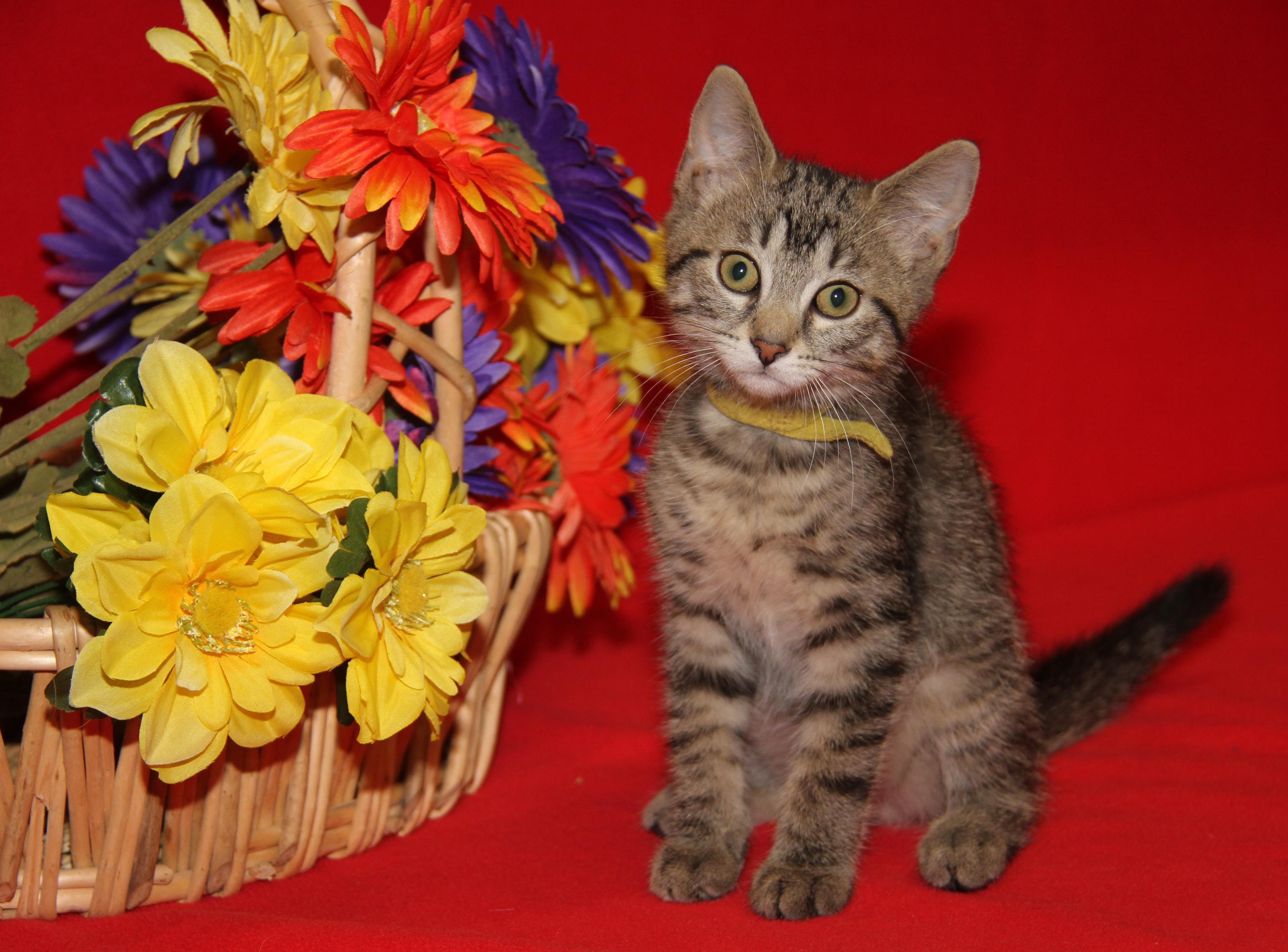 Finch (Neutered) (Photos July 4th 2026), an adopted mixed breed in Marietta, OH image 1/6