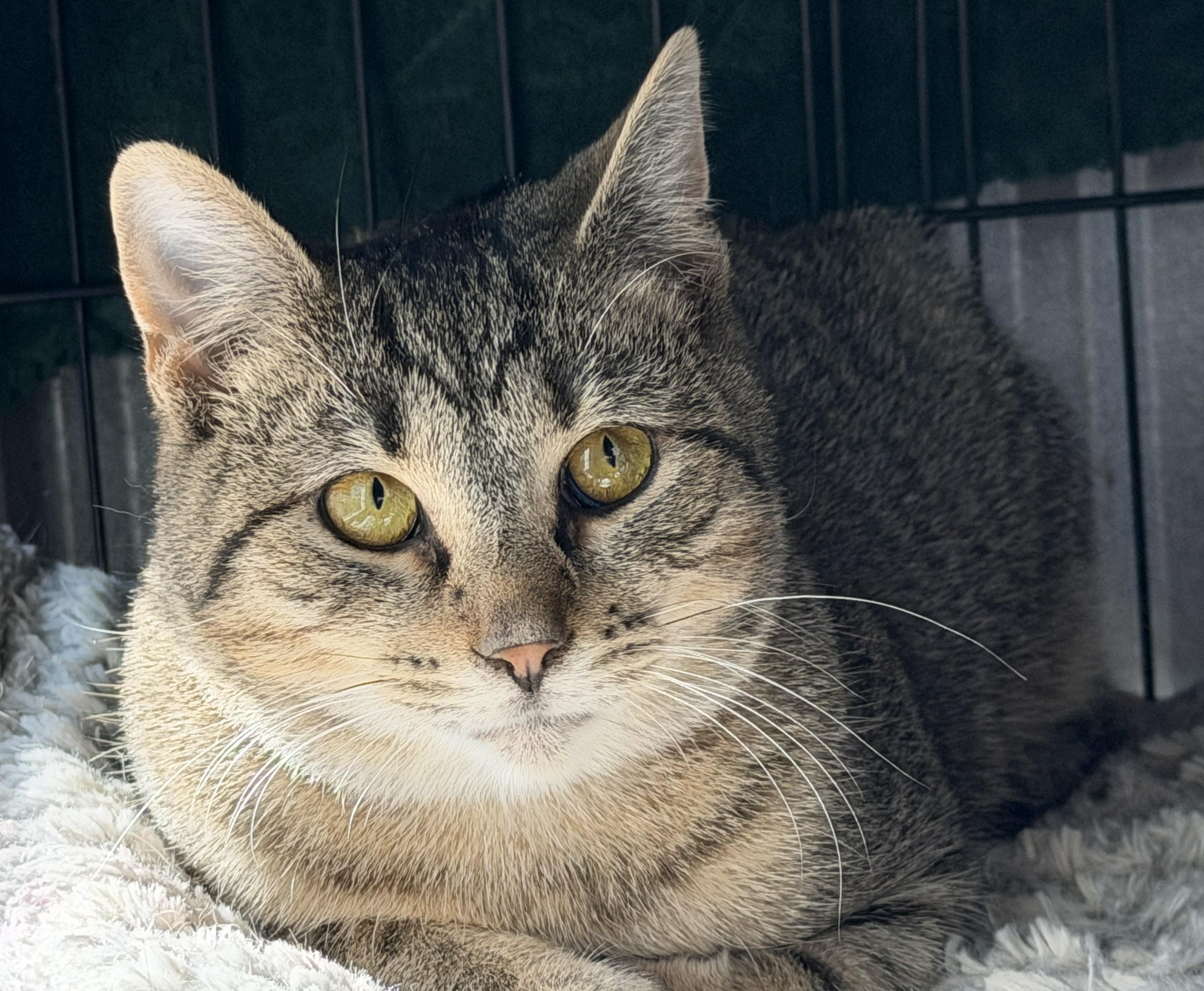 Enlarge General, a ADOPTABLE Domestic Short Hair in Mount Sterling, KY image 3/3