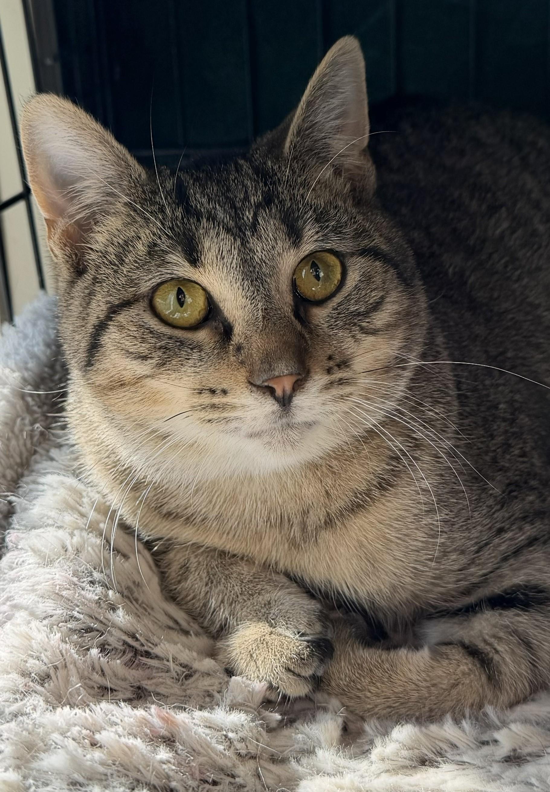 Enlarge General, a ADOPTABLE Domestic Short Hair in Mount Sterling, KY image 2/3