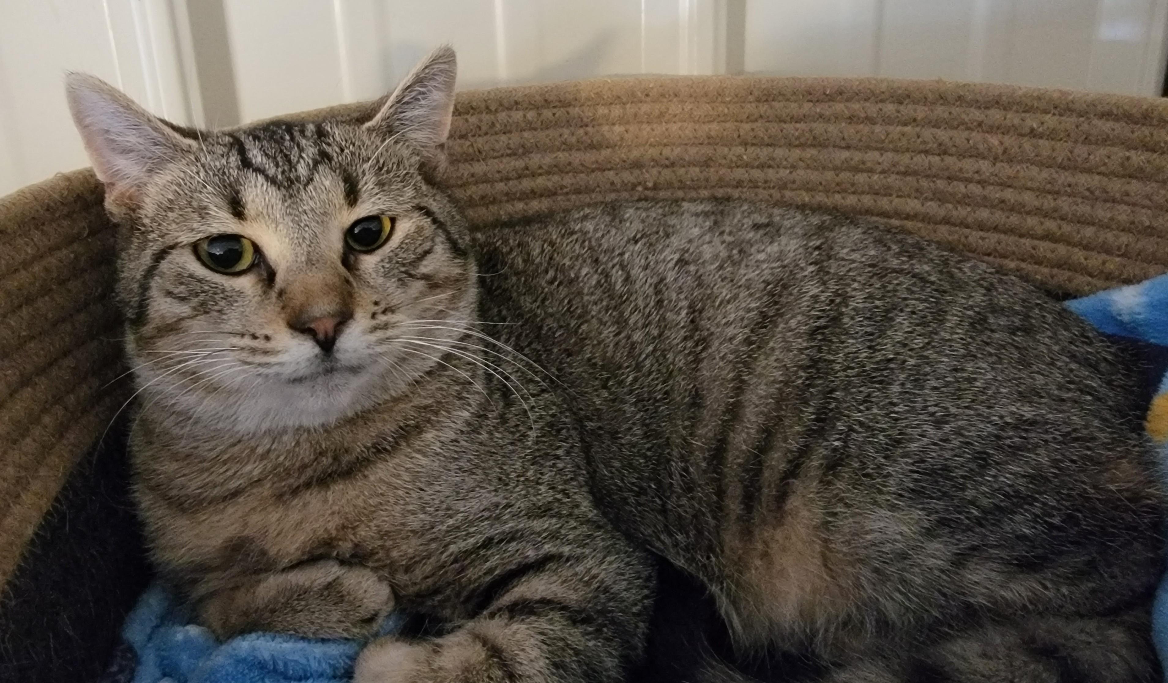 General, ADOPTABLE, Kitten Male Domestic Short Hair.