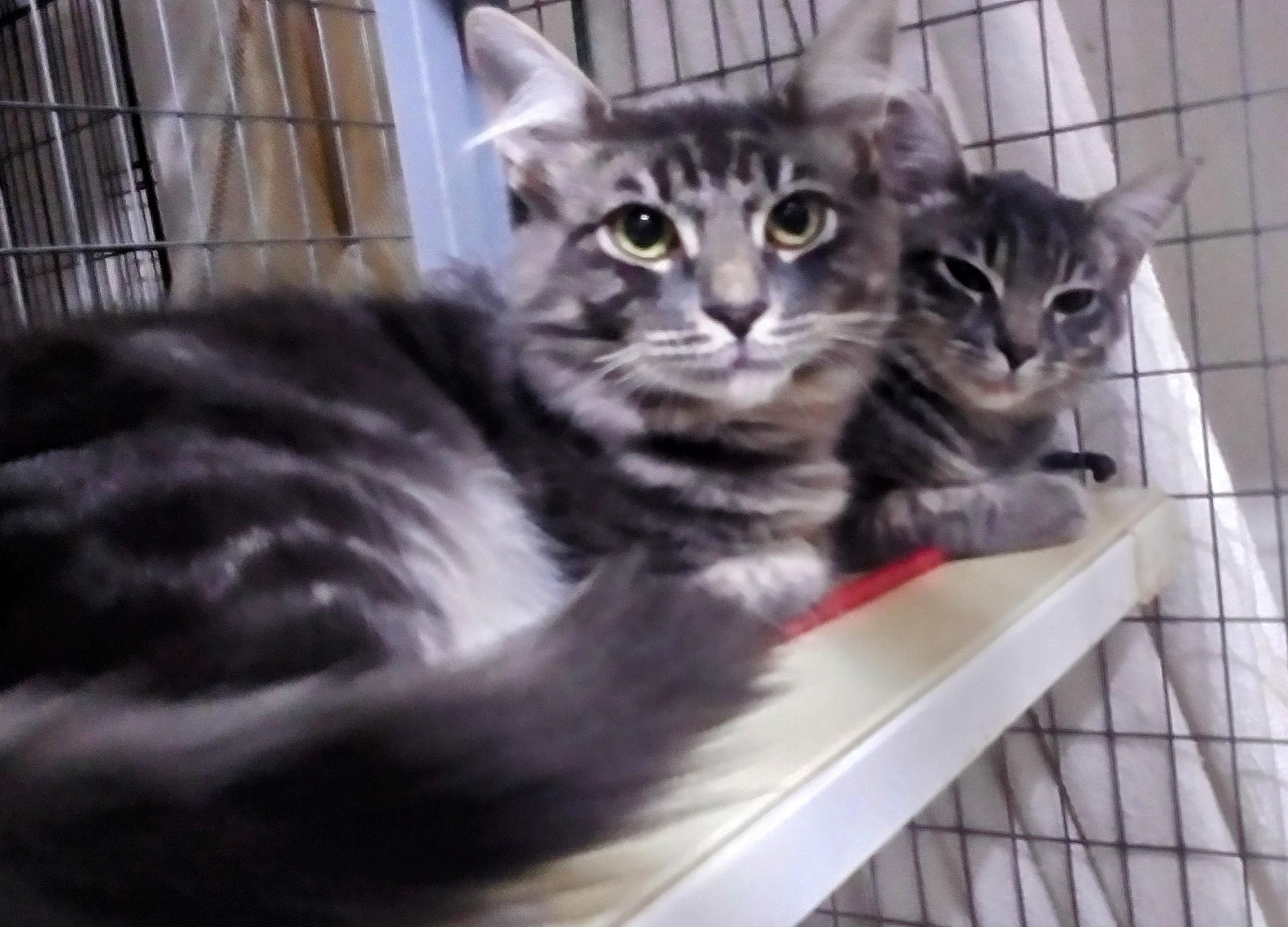 Kittens for adoption