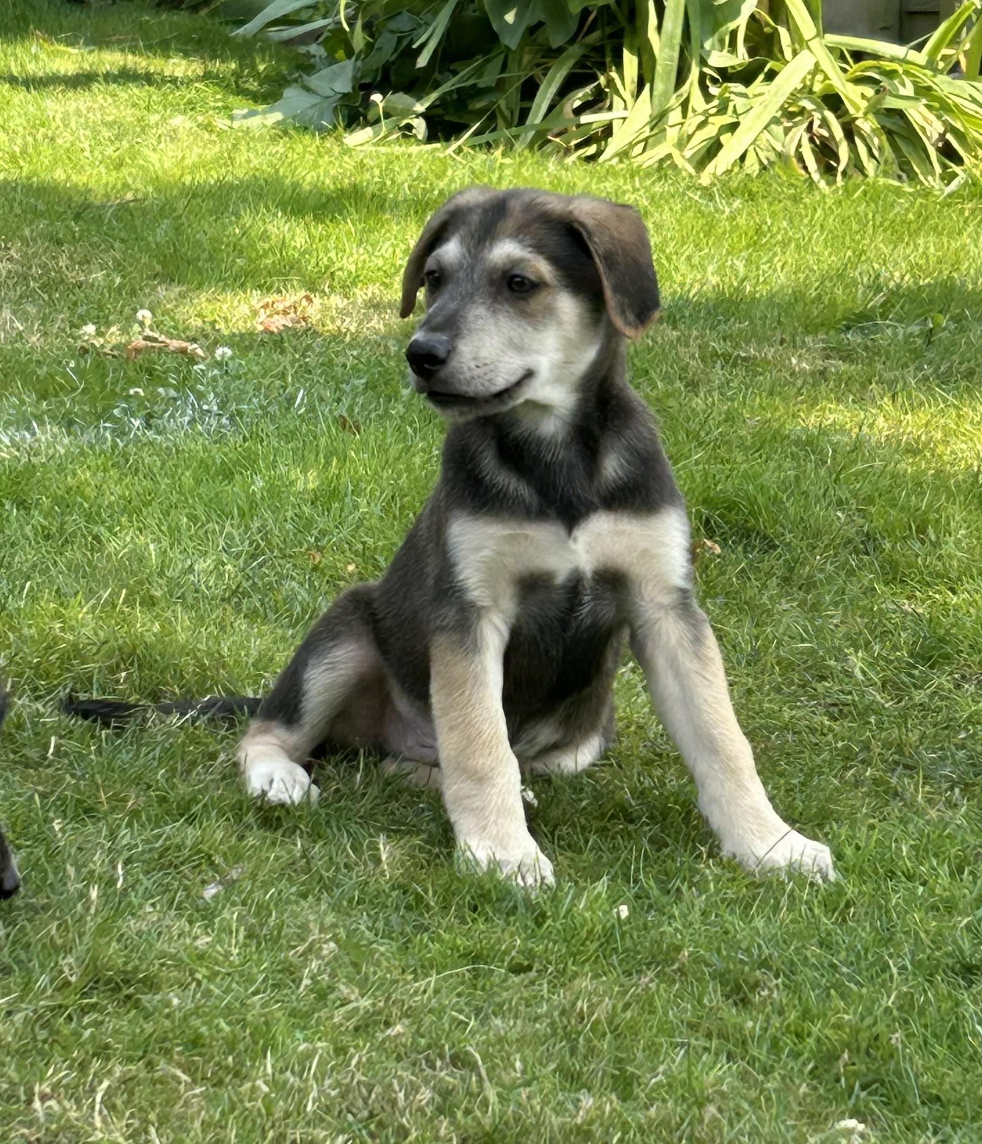 Jake, ADOPTABLE, Puppy Male Border Collie & Australian Cattle Dog / Blue Heeler.