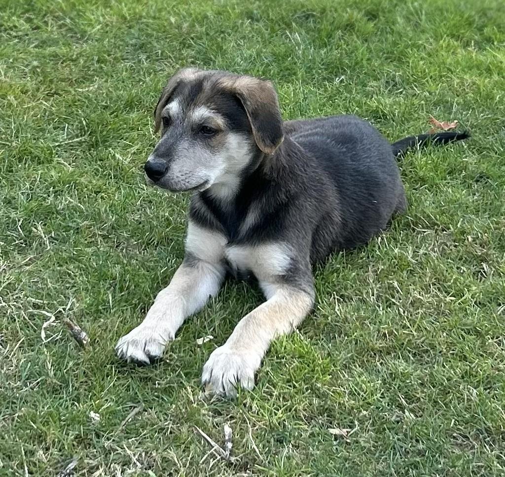 Enlarge Jake, a ADOPTABLE mixed breed in Ridgefield, WA image 3/4