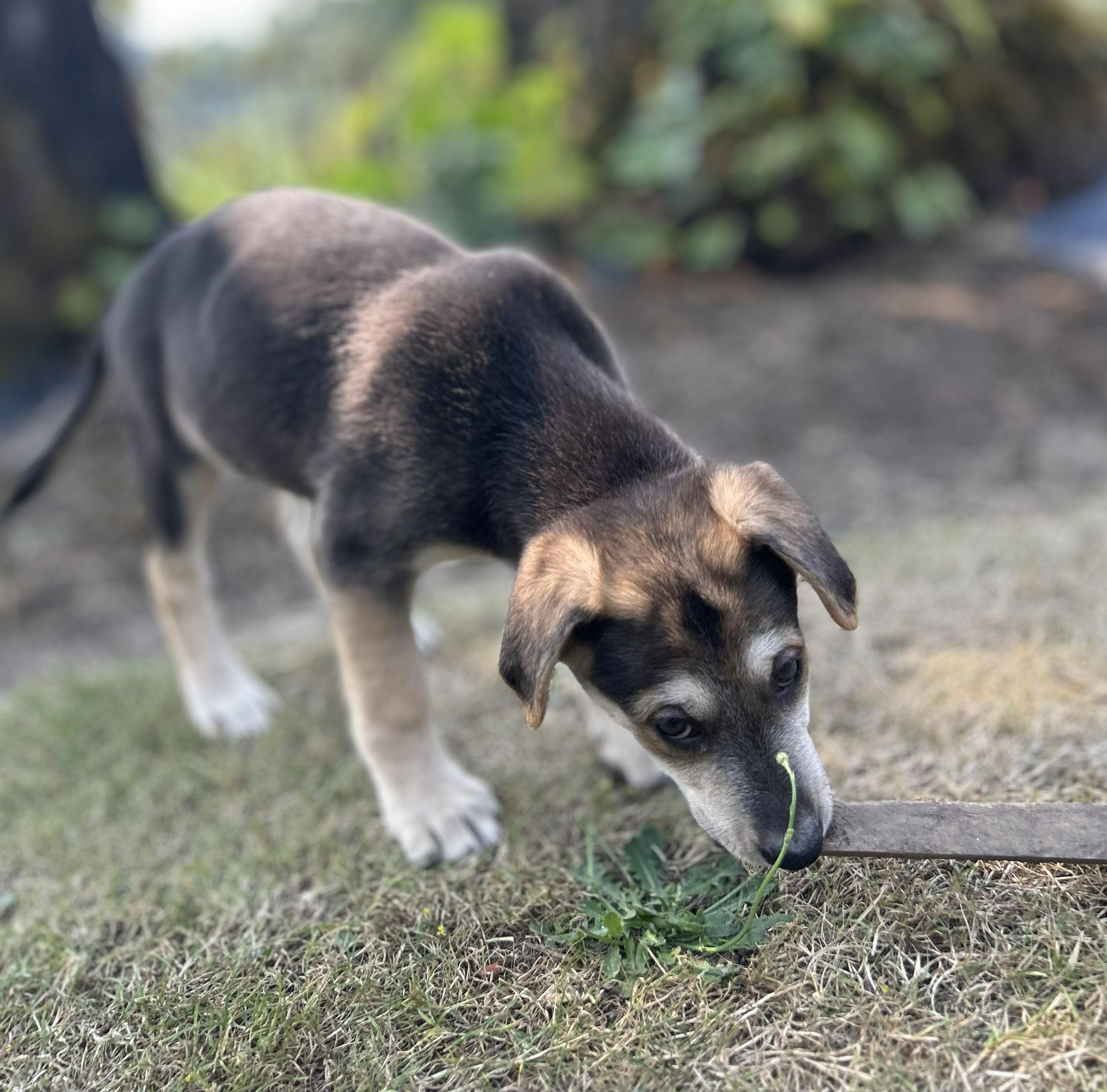 Enlarge Jake, a ADOPTABLE mixed breed in Ridgefield, WA image 4/4