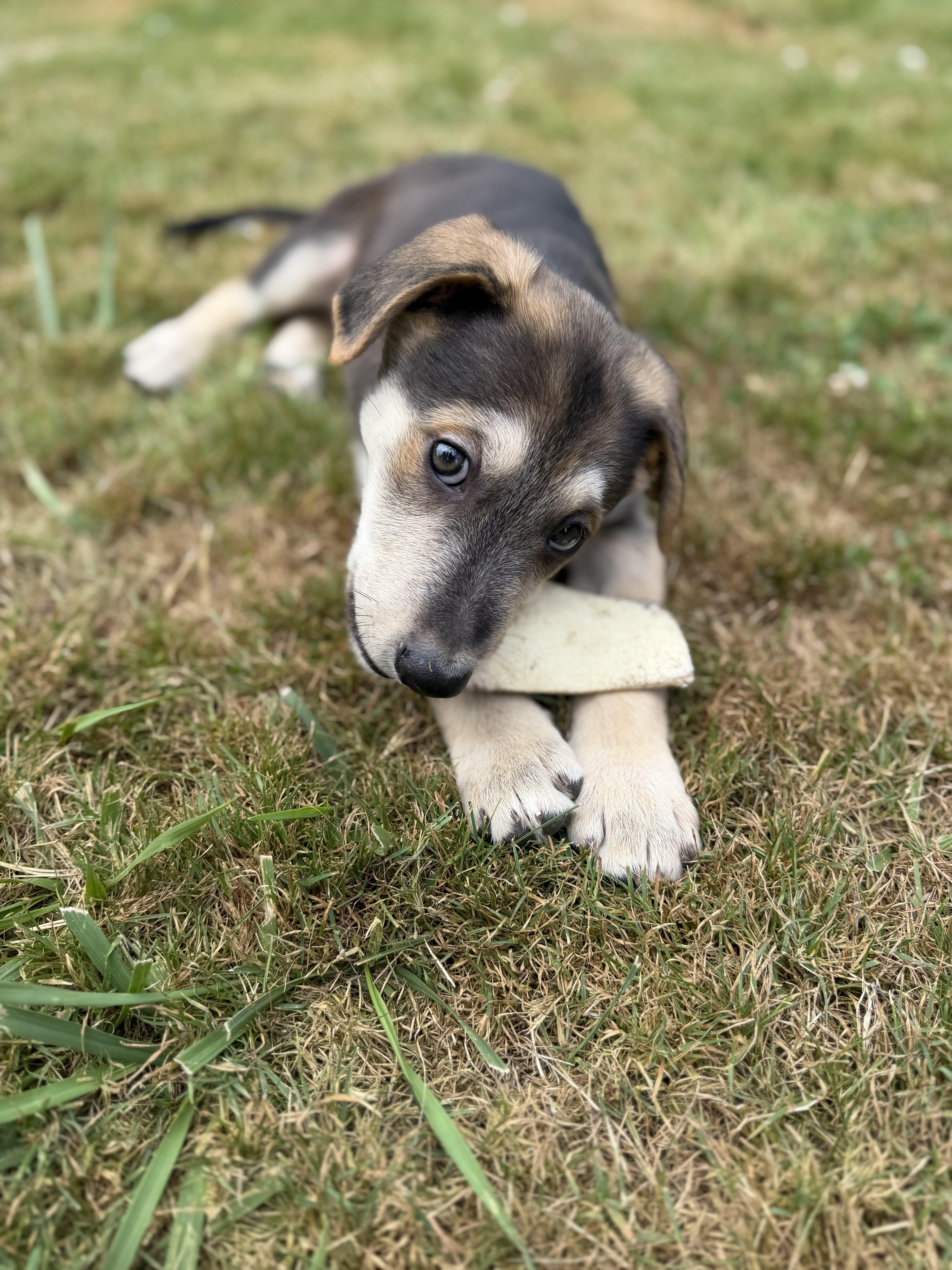 Enlarge Jake, a ADOPTABLE mixed breed in Ridgefield, WA image 2/4