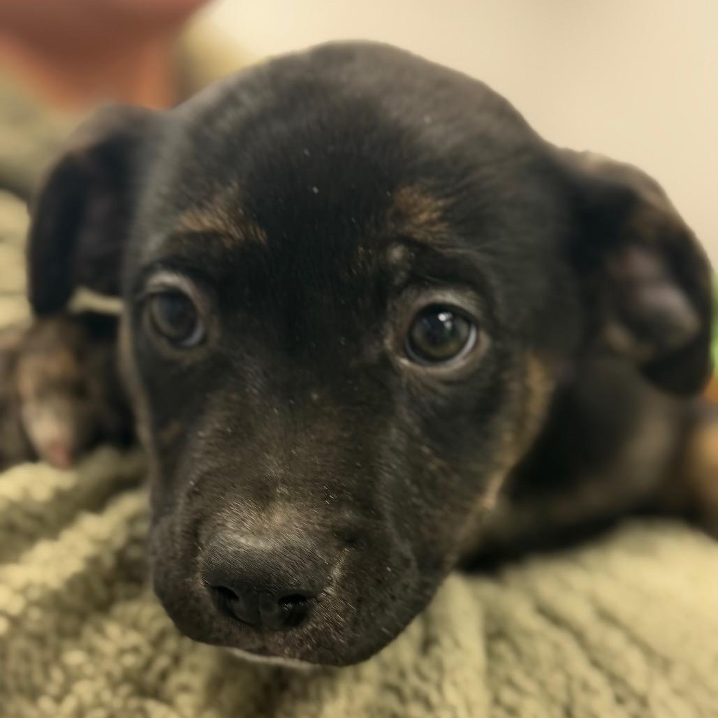 Mia - Purple, Adoptable, Puppy Female Boxer & Shar-Pei.