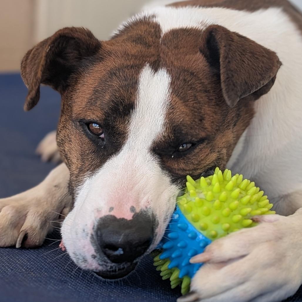 Squirrel (BAS), a Adoptable Mixed Breed in Lenoir, NC image 5/6