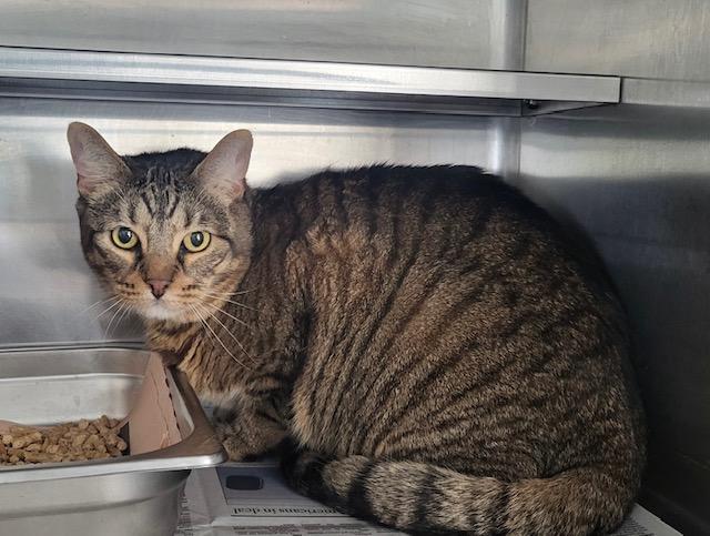 Kiwi, an adopted Tabby in Canoga Park, CA image 3/3