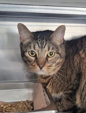 Kiwi, an adopted Tabby in Canoga Park, CA image 2/3