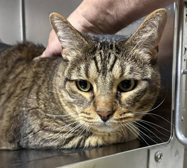 Kiwi, adopted, Adult Male Tabby.