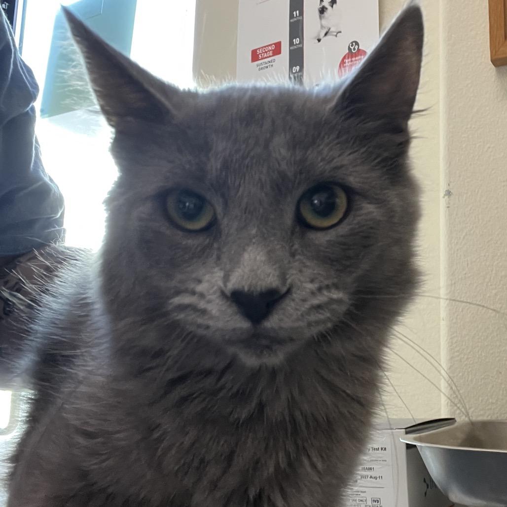 Kentucky Bluegrass, Adoptable, Young Male Domestic Medium Hair.