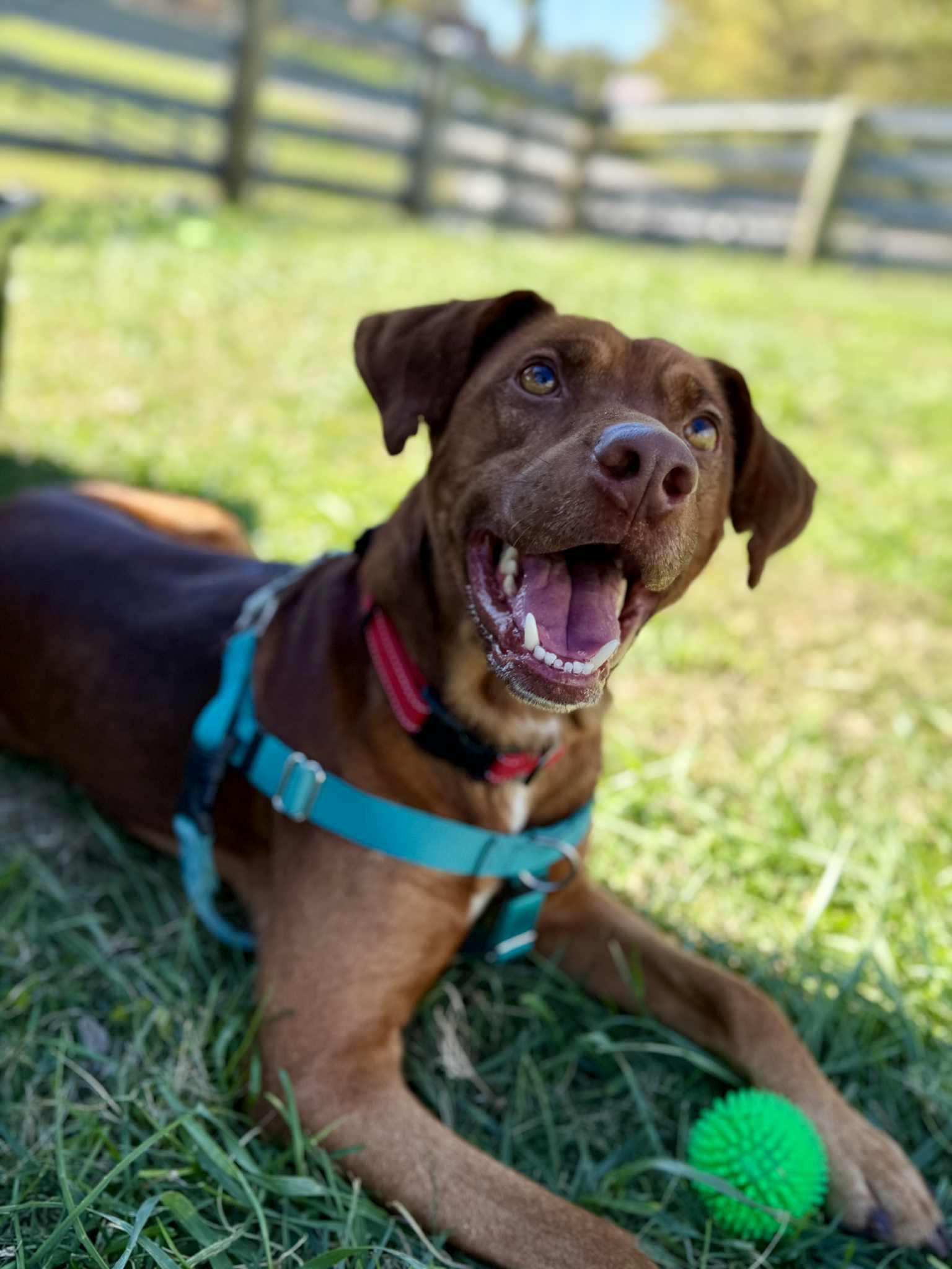 Talon, a Adoptable mixed breed in Shelbyville, KY image 1/3