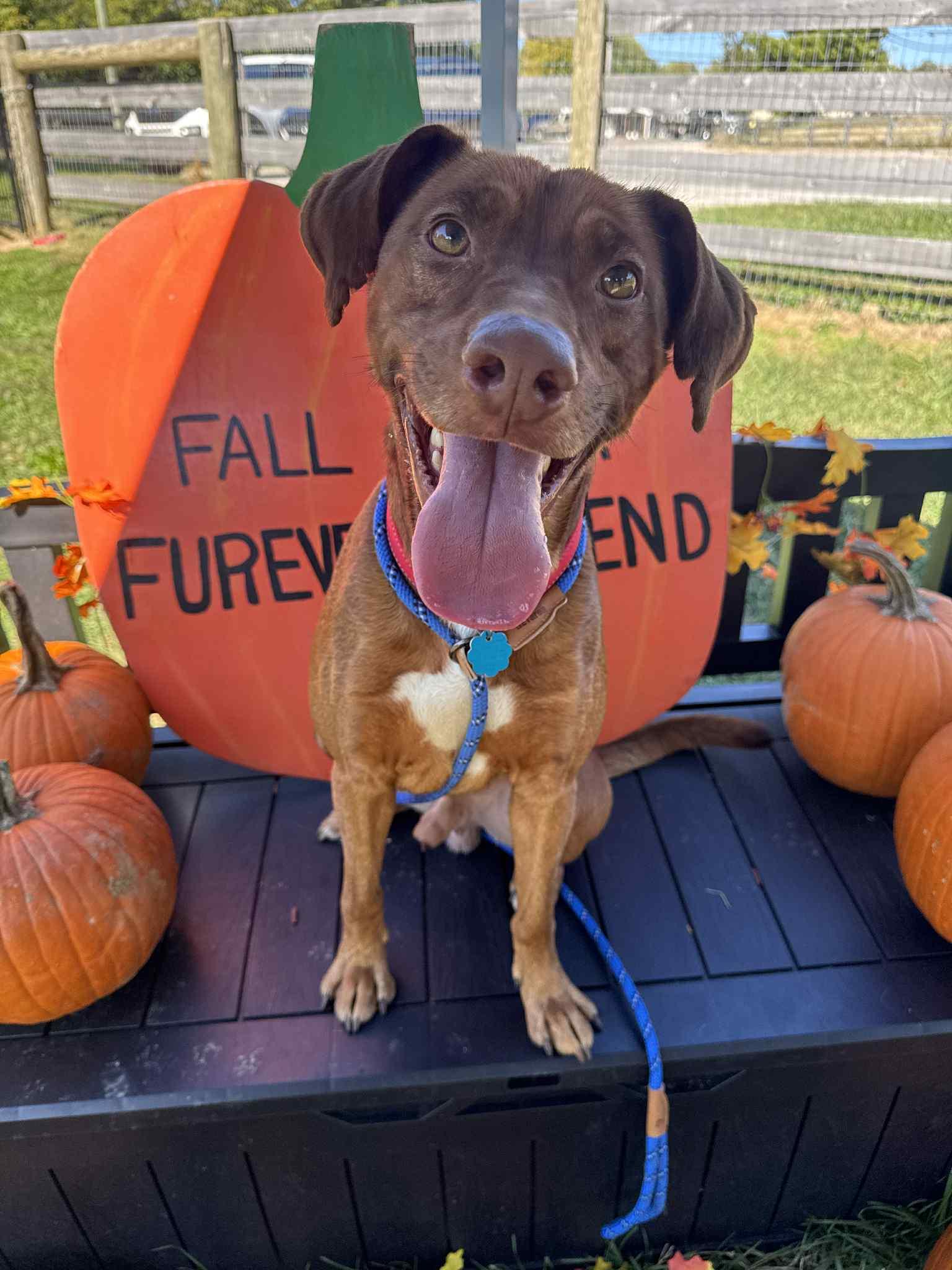 Talon, a Adoptable mixed breed in Shelbyville, KY image 2/3