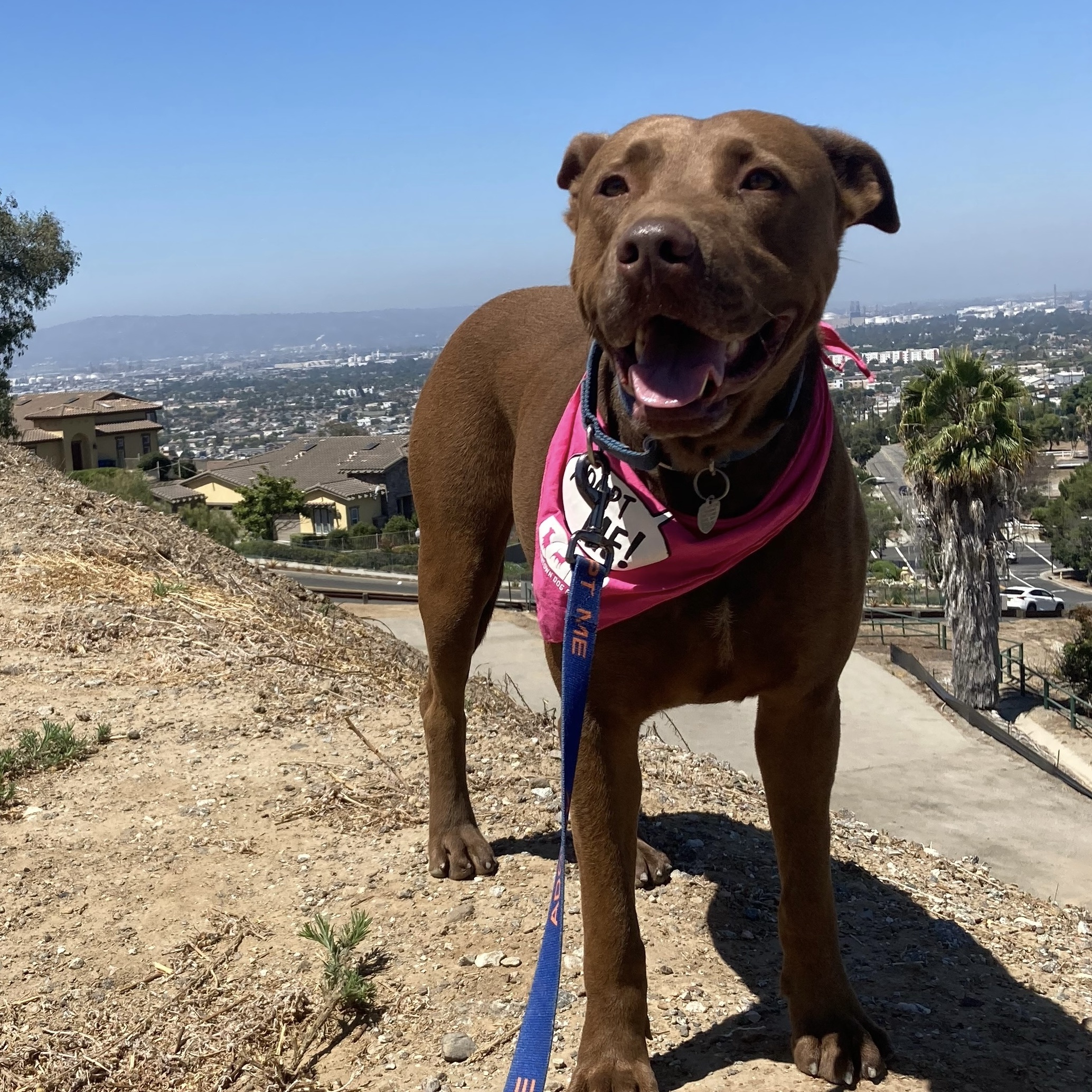 BRICK, a Adoptable mixed breed in Pasadena, CA image 4/6