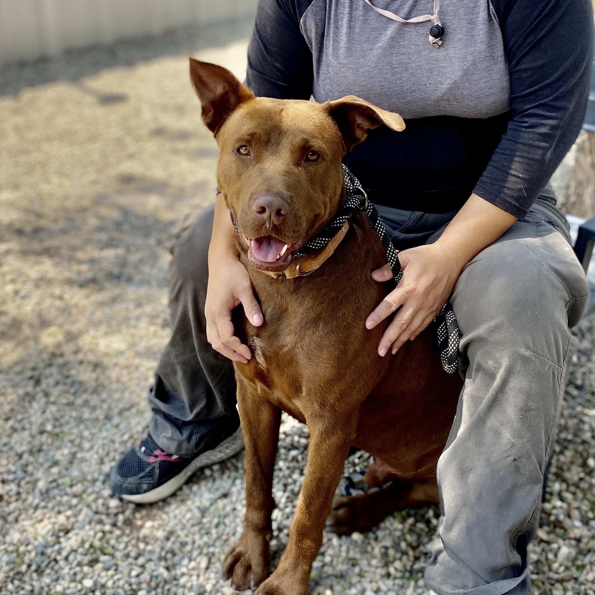 BRICK, a Adoptable mixed breed in Pasadena, CA image 5/6