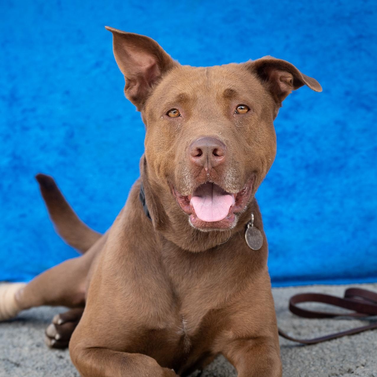 BRICK, a Adoptable mixed breed in Pasadena, CA image 1/6