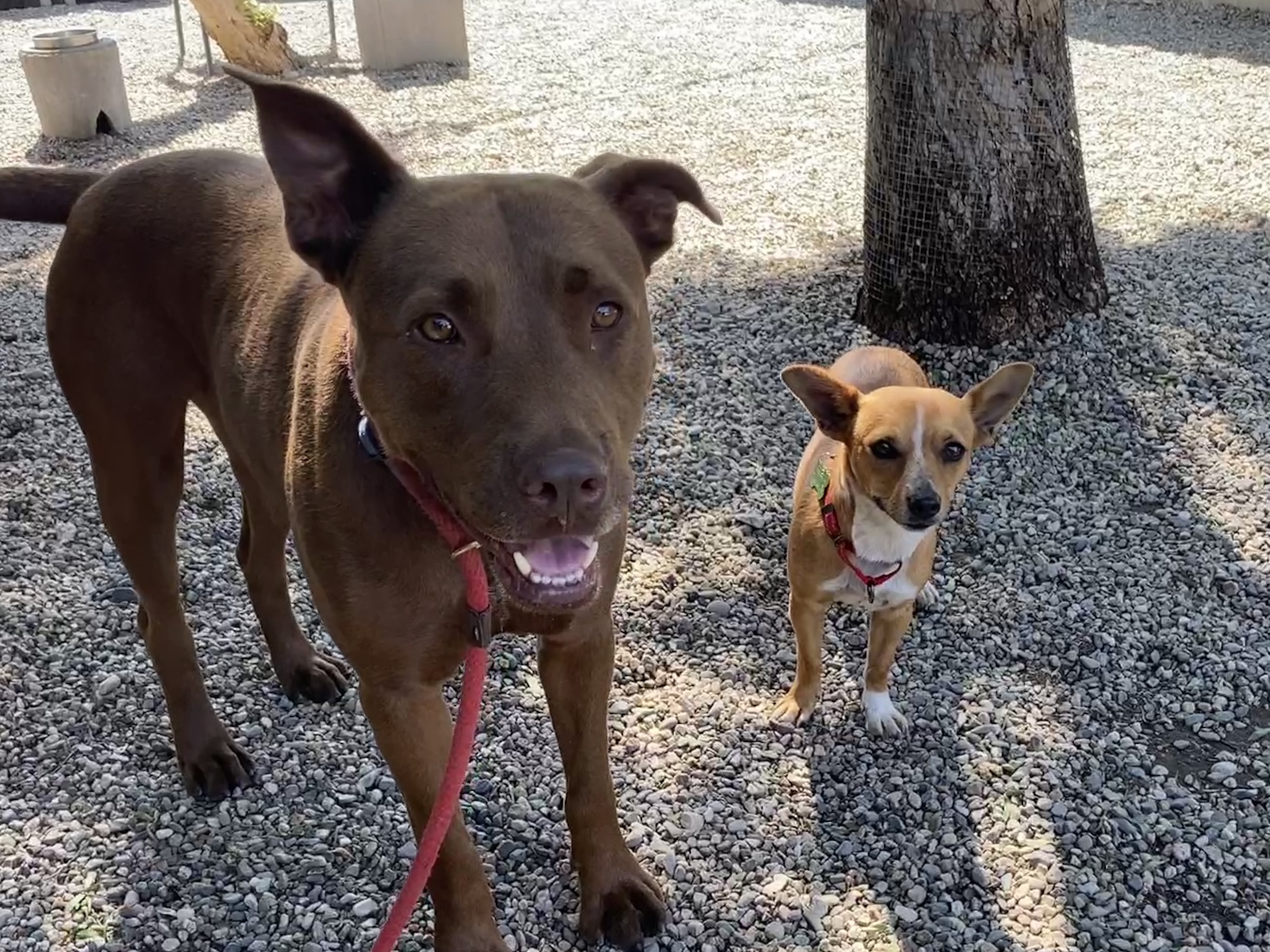 BRICK, a Adoptable mixed breed in Pasadena, CA image 6/6