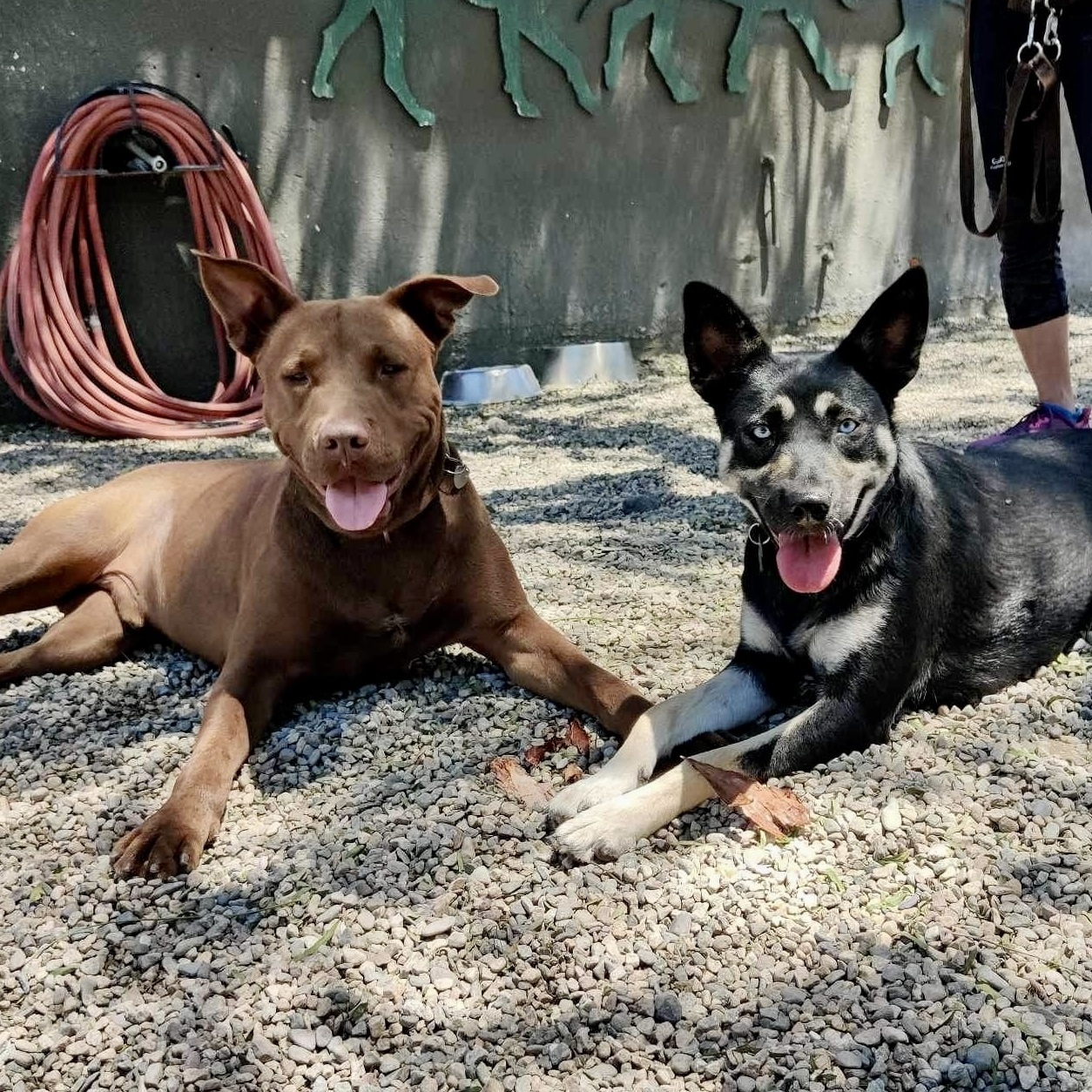 BRICK, a Adoptable mixed breed in Pasadena, CA image 2/6