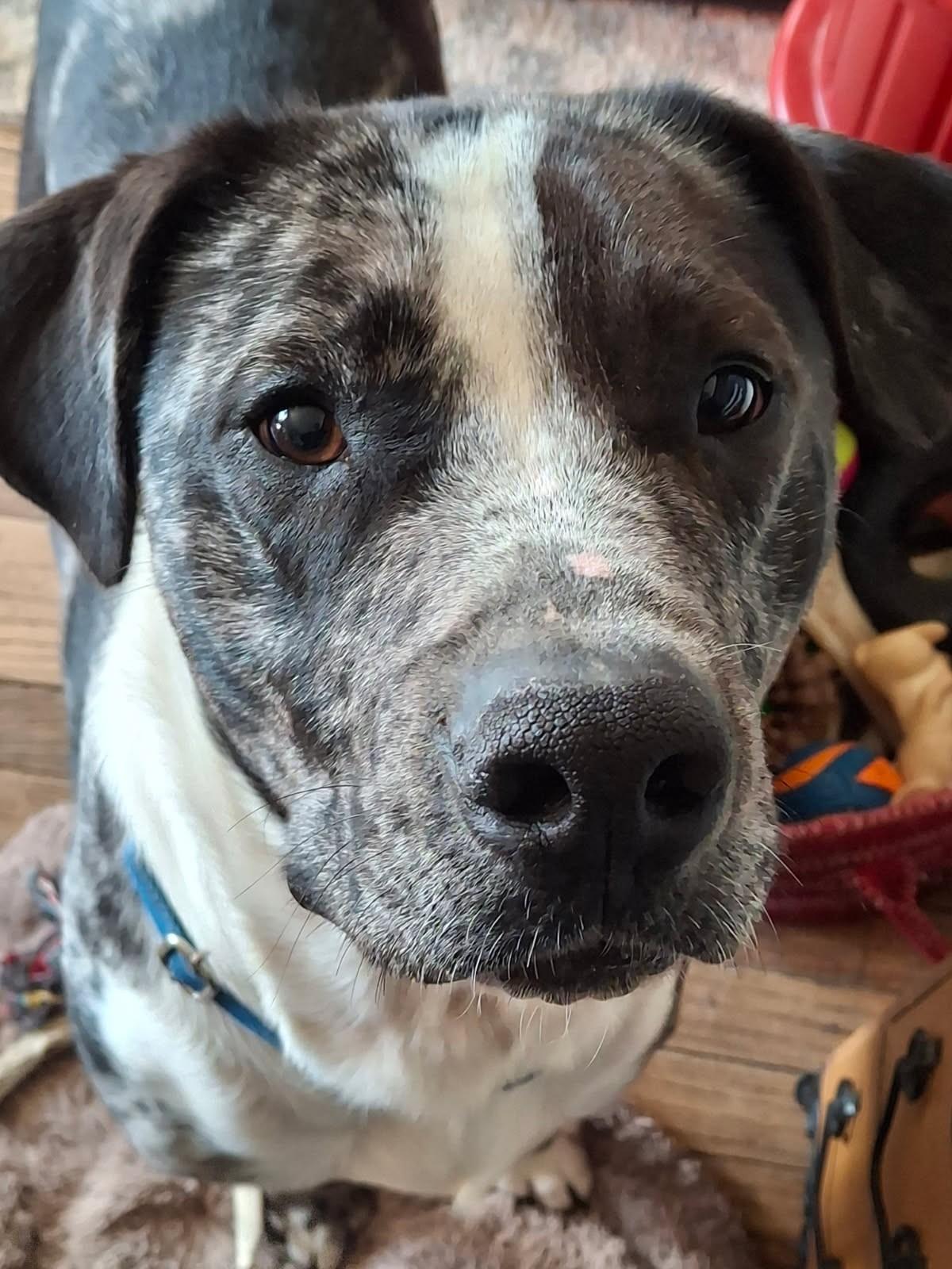 Valente, ADOPTABLE, Adult Male Catahoula Leopard Dog & Great Dane.