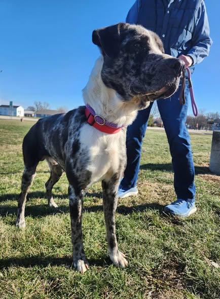 Enlarge Valente, a ADOPTABLE mixed breed in Oregon, IL image 2/5