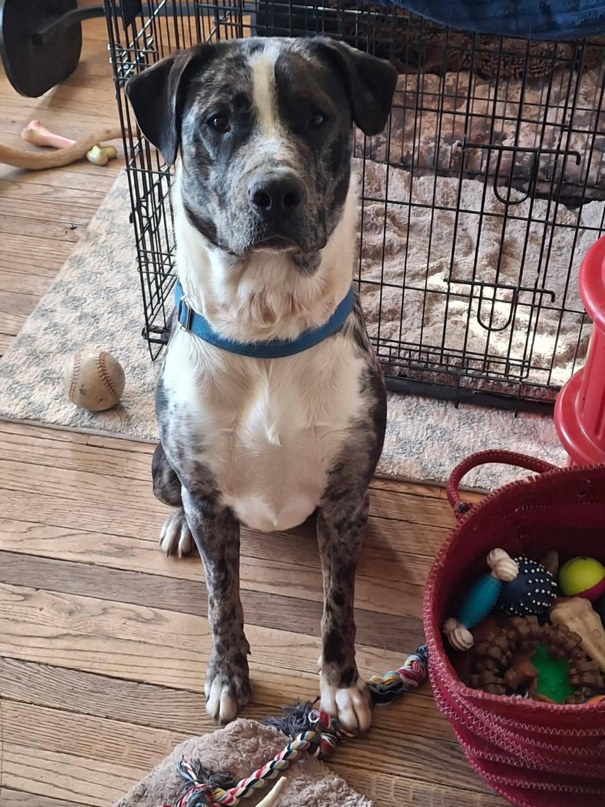 Valente, a ADOPTABLE mixed breed in Oregon, IL image 2/4