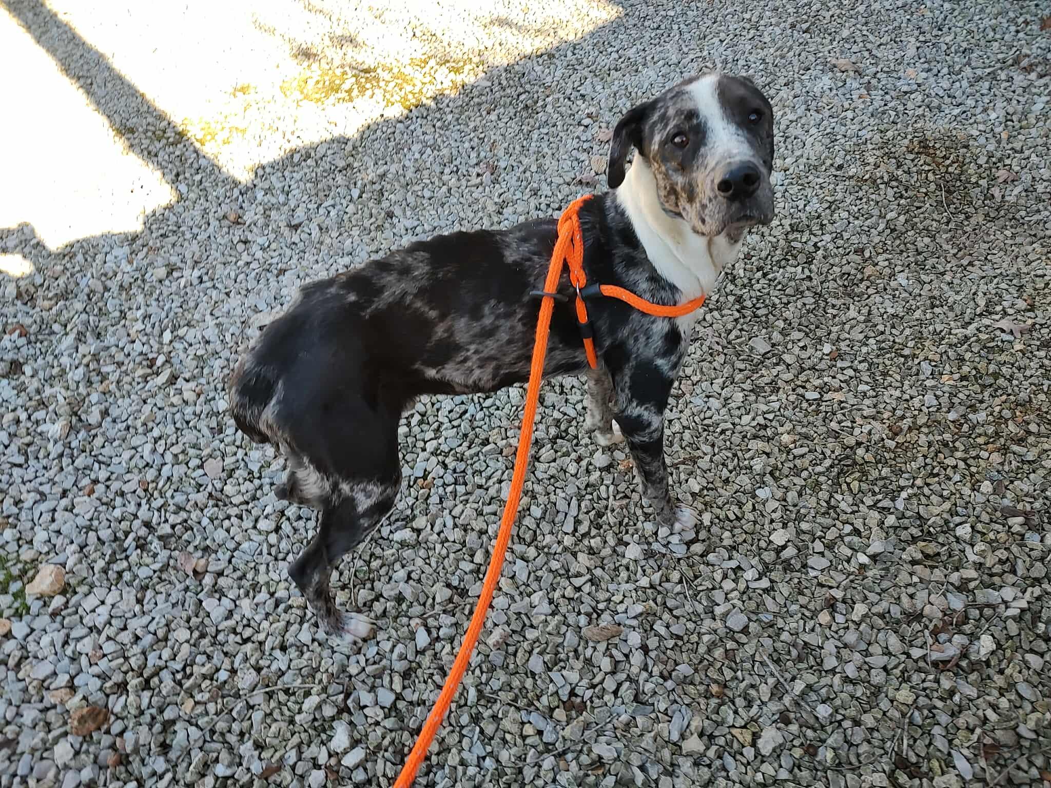 Enlarge Valente, a ADOPTABLE mixed breed in Oregon, IL image 3/5