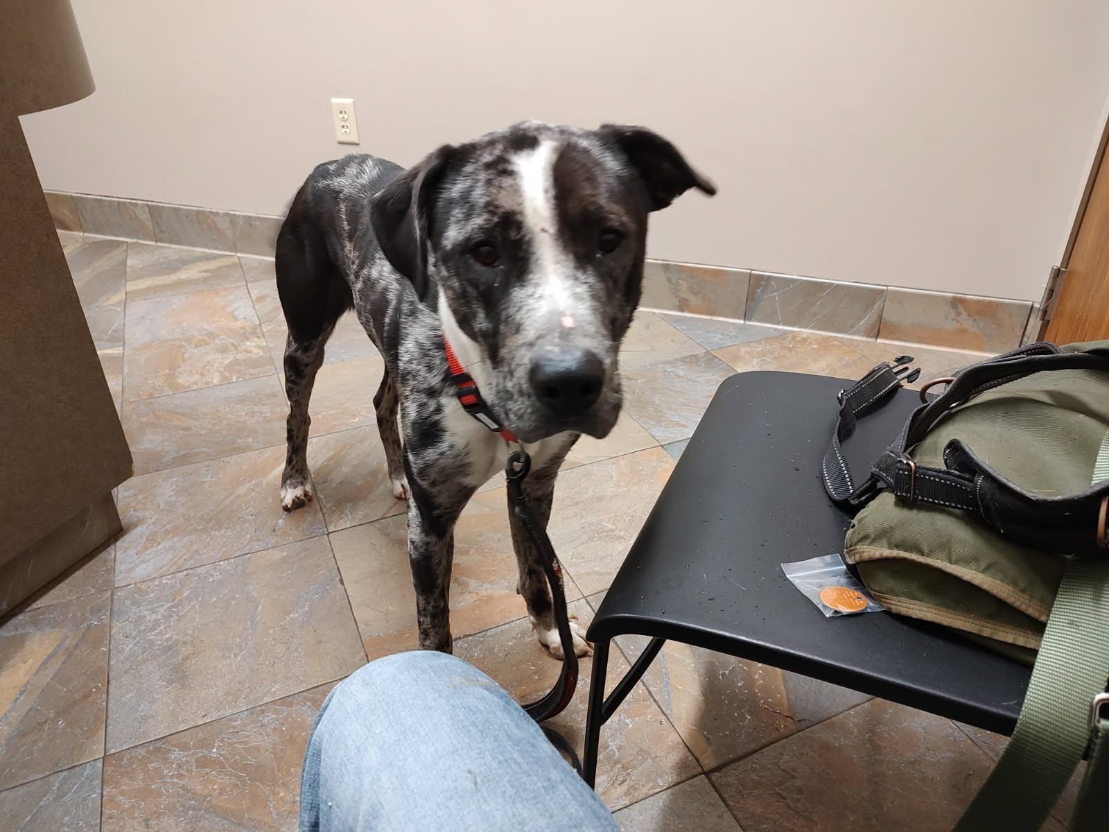 Enlarge Valente, a ADOPTABLE mixed breed in Oregon, IL image 1/5