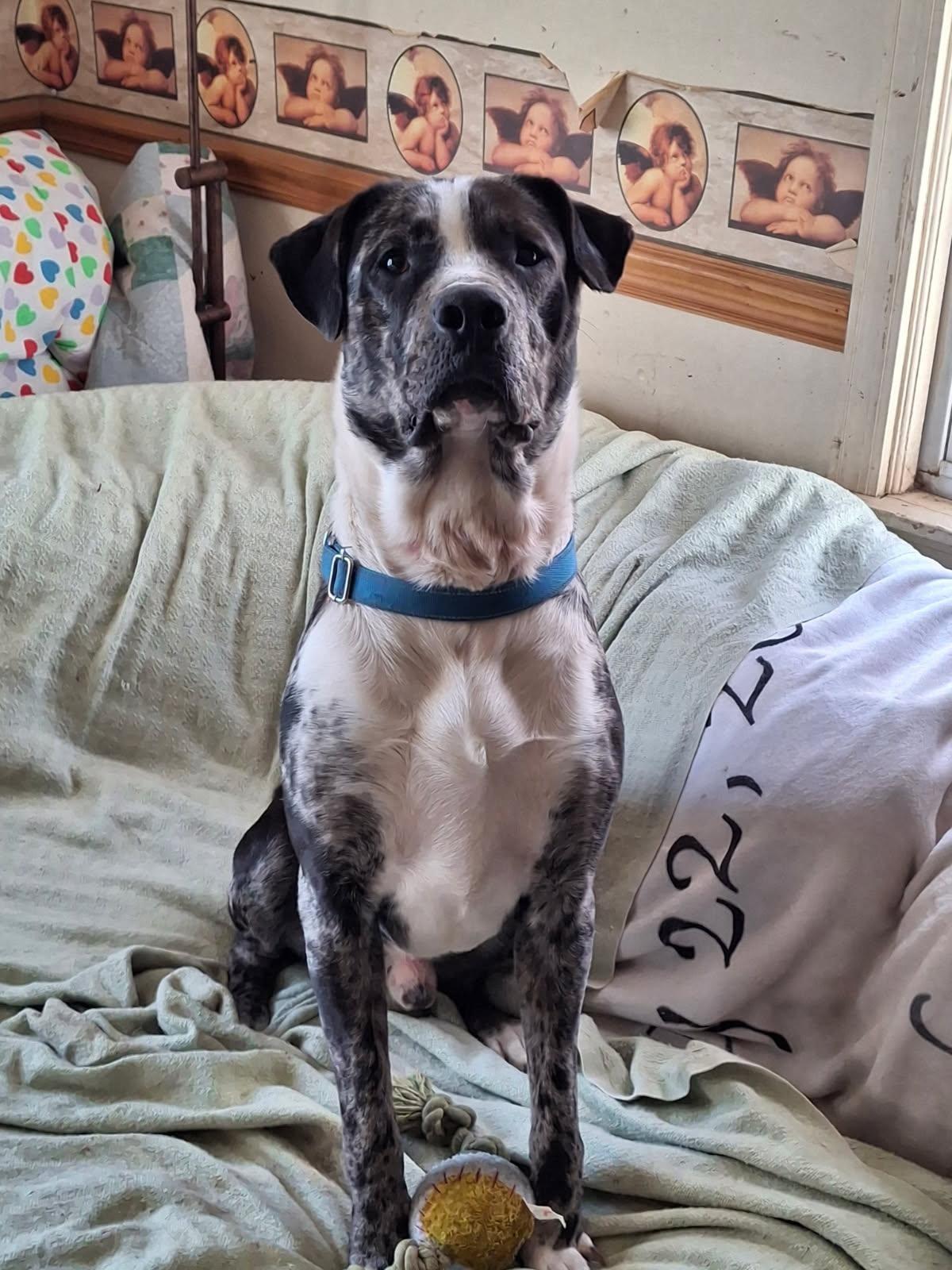 Valente, a ADOPTABLE mixed breed in Oregon, IL image 4/4