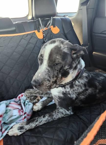 Enlarge Valente, a ADOPTABLE mixed breed in Oregon, IL image 5/5