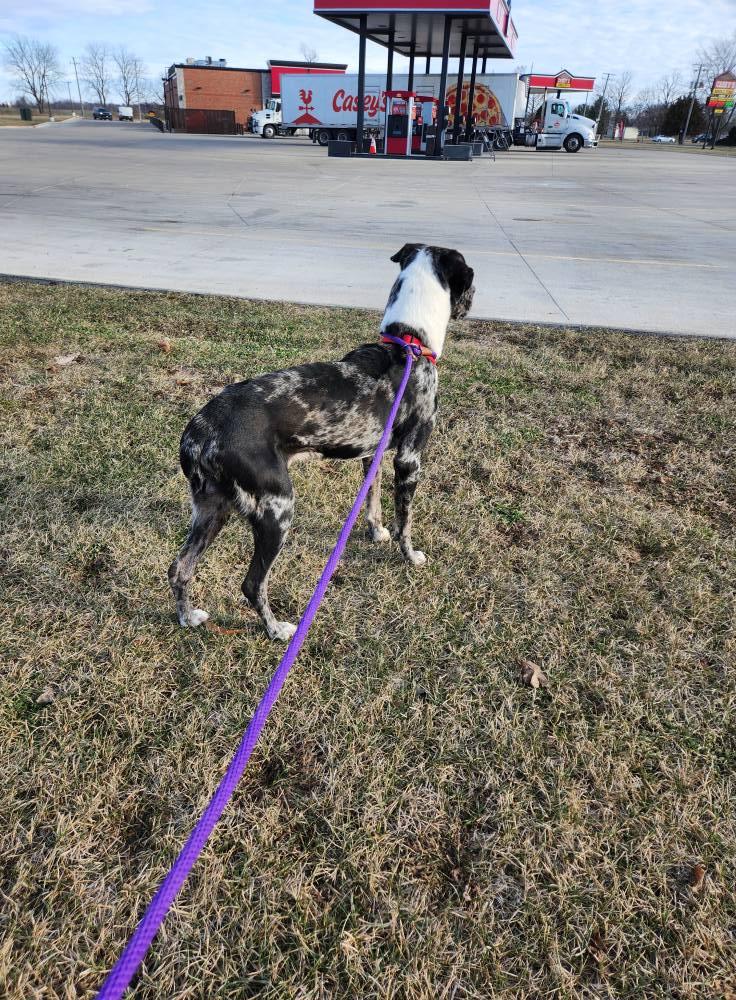 Valente, a ADOPTABLE mixed breed in Oregon, IL image 3/4