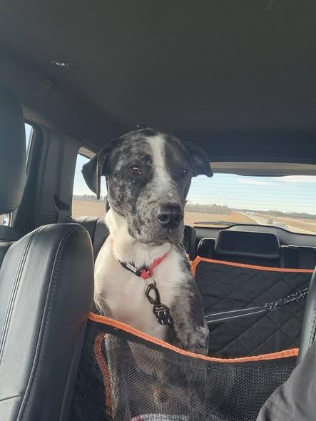 Enlarge Valente, a ADOPTABLE mixed breed in Oregon, IL image 4/5