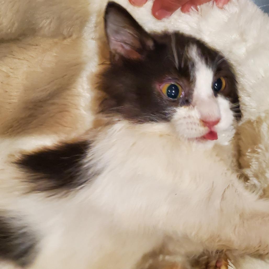 Rico, Adoptable, Kitten Male Domestic Medium Hair.