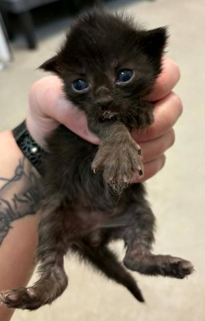 goat, Adoptable, Kitten Male Domestic Short Hair & Domestic Short Hair.