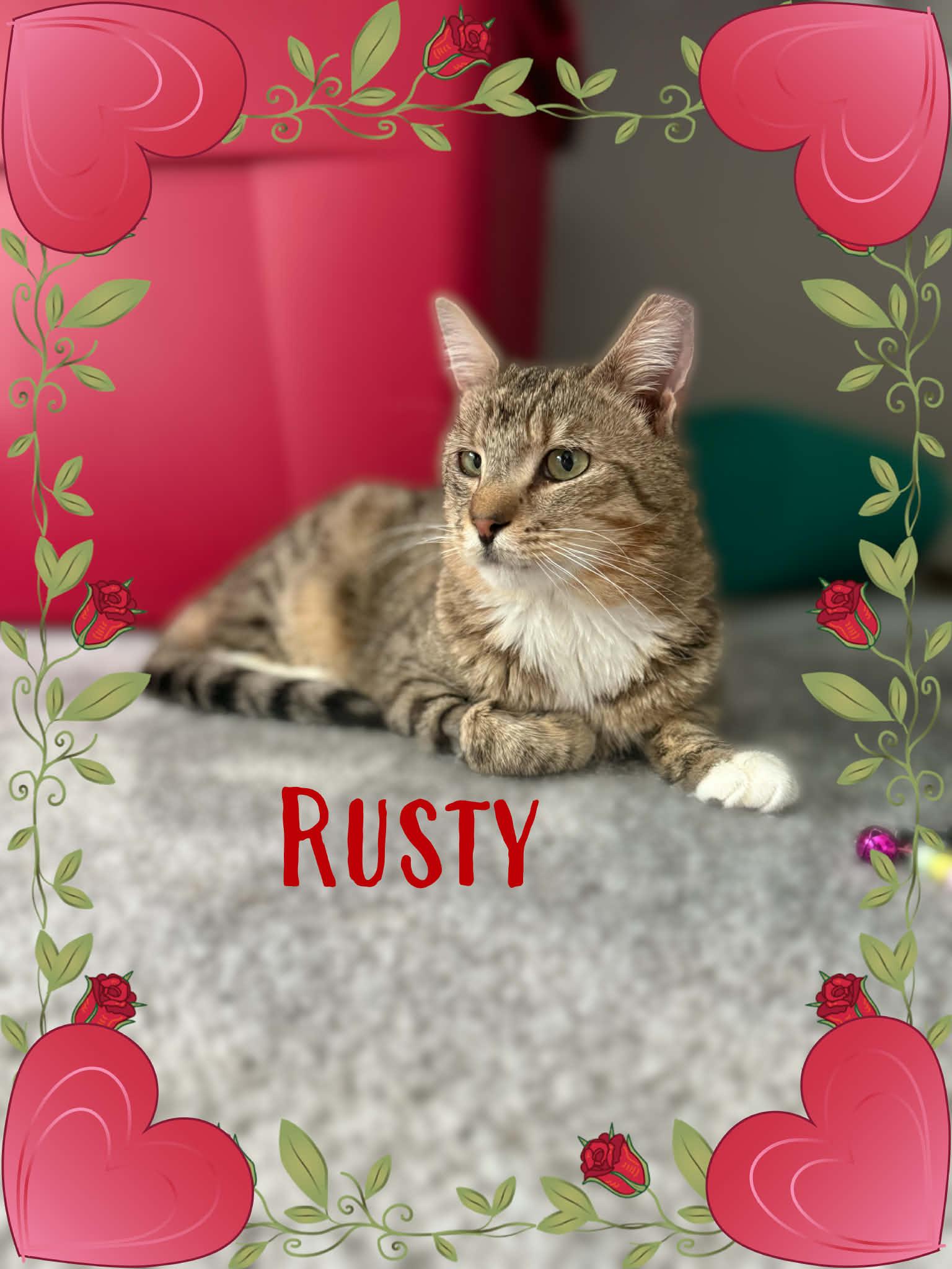 Enlarge Rusty, a ADOPTABLE Domestic Short Hair in Charlotte, NC image 2/3