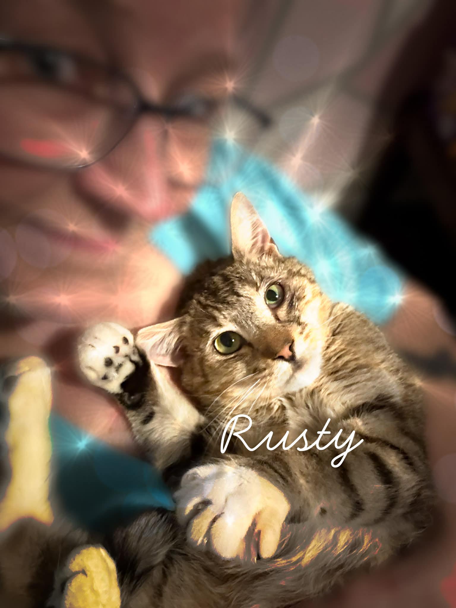 Enlarge Rusty, a ADOPTABLE Domestic Short Hair in Charlotte, NC image 3/3