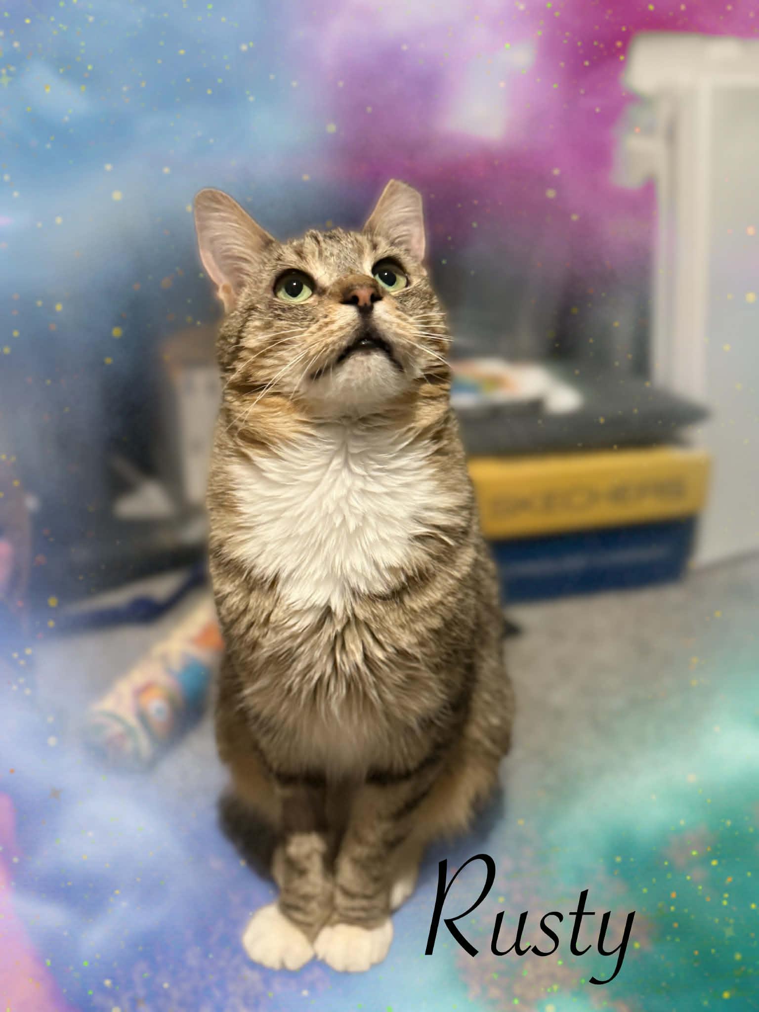 Rusty, ADOPTABLE, Adult Male Domestic Short Hair.