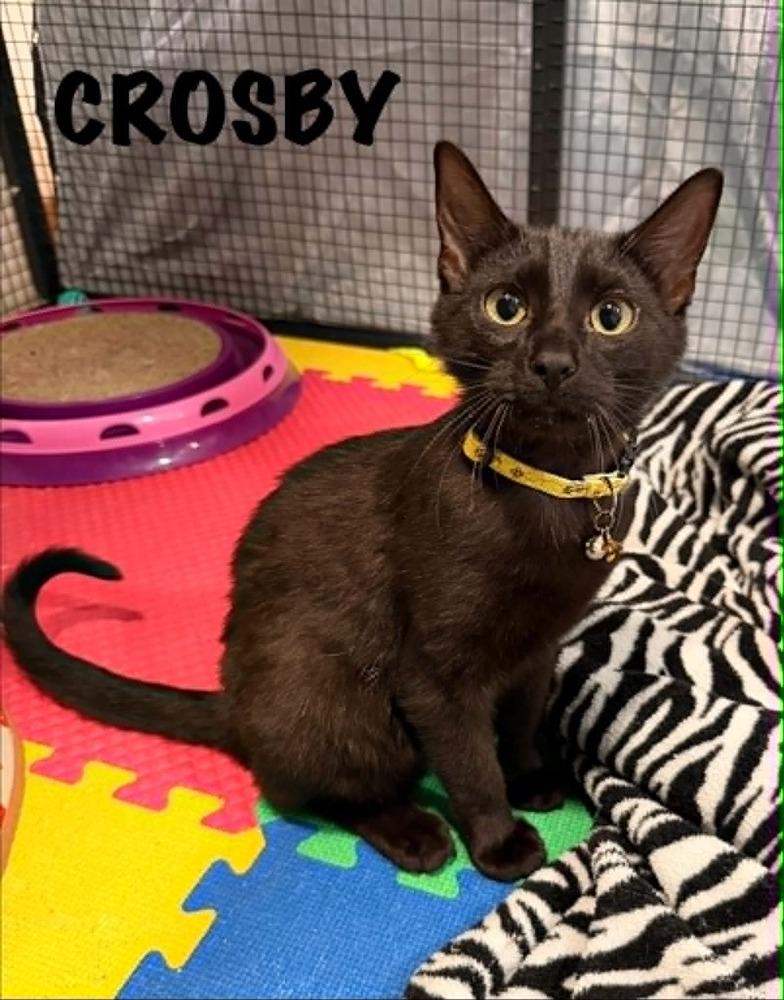 CROSBY, Adoptable, Kitten Male Domestic Short Hair.