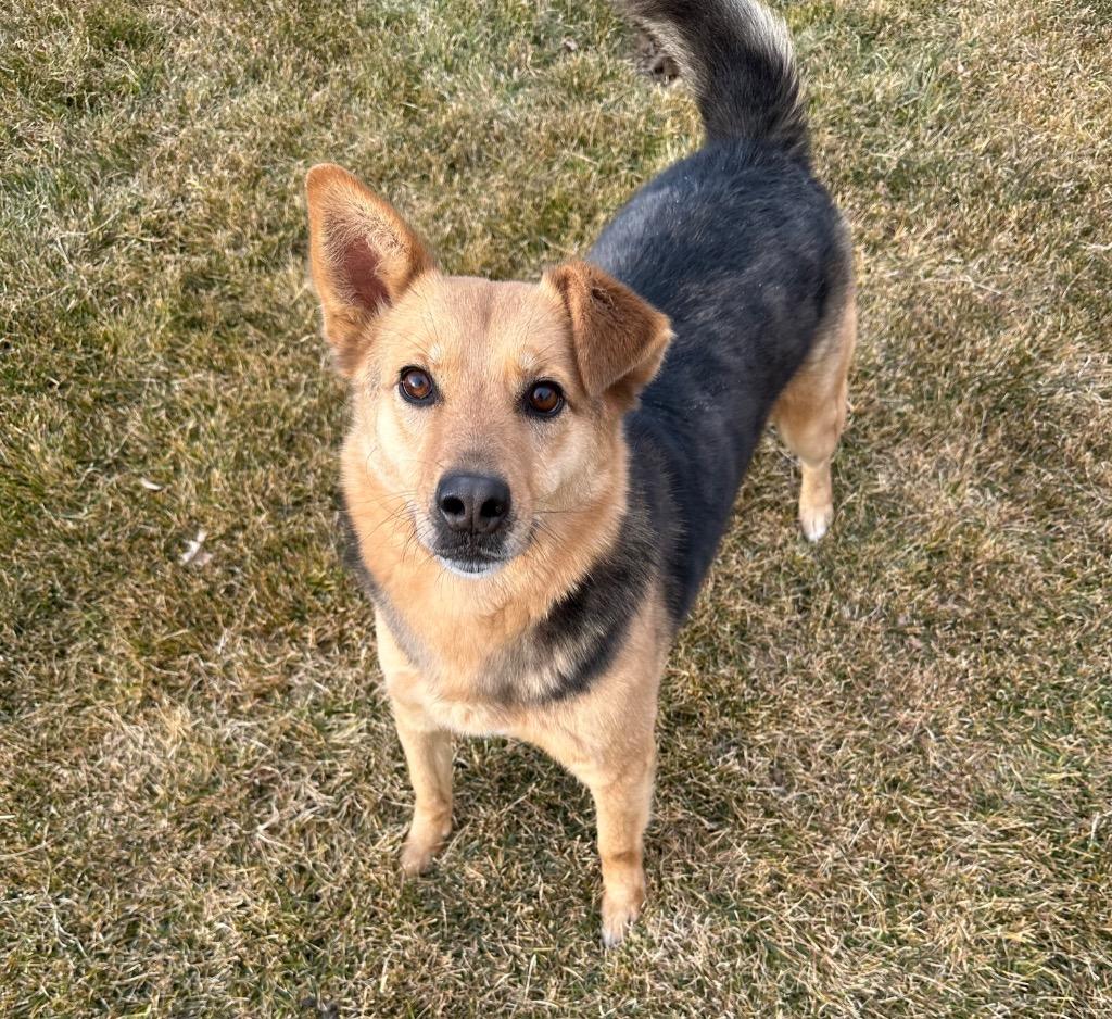 Letif, a Adoptable mixed breed in Fort Lupton, CO image 1/4
