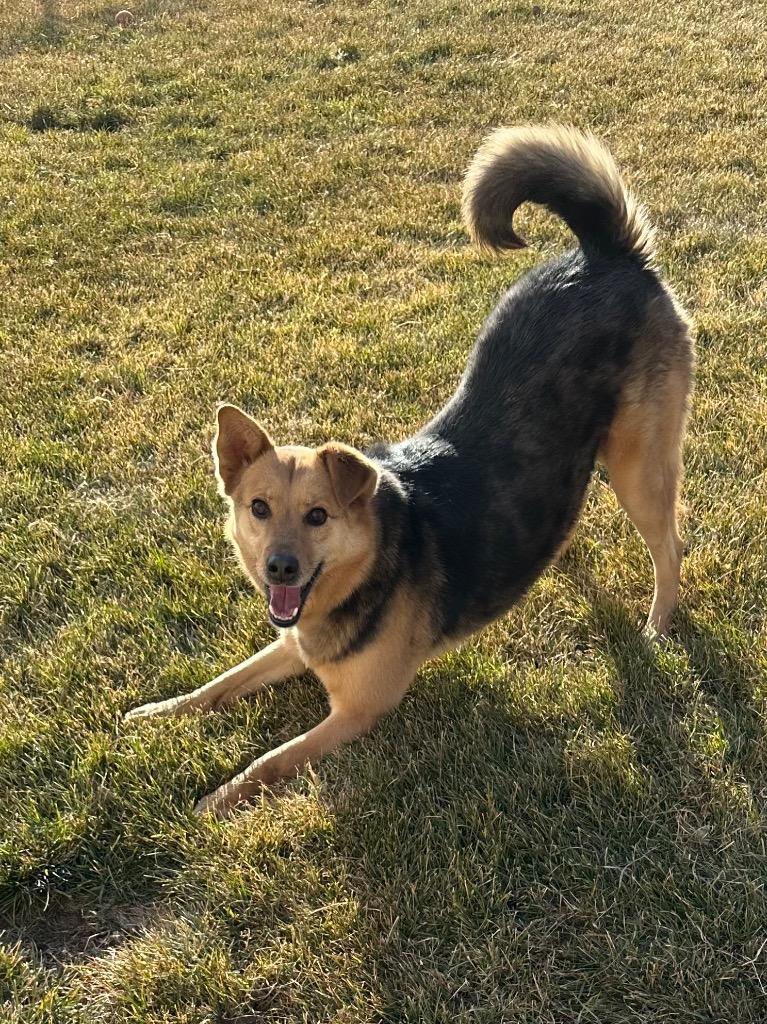 Letif, Adoptable, Adult Male Australian Shepherd & Australian Cattle Dog / Blue Heeler.