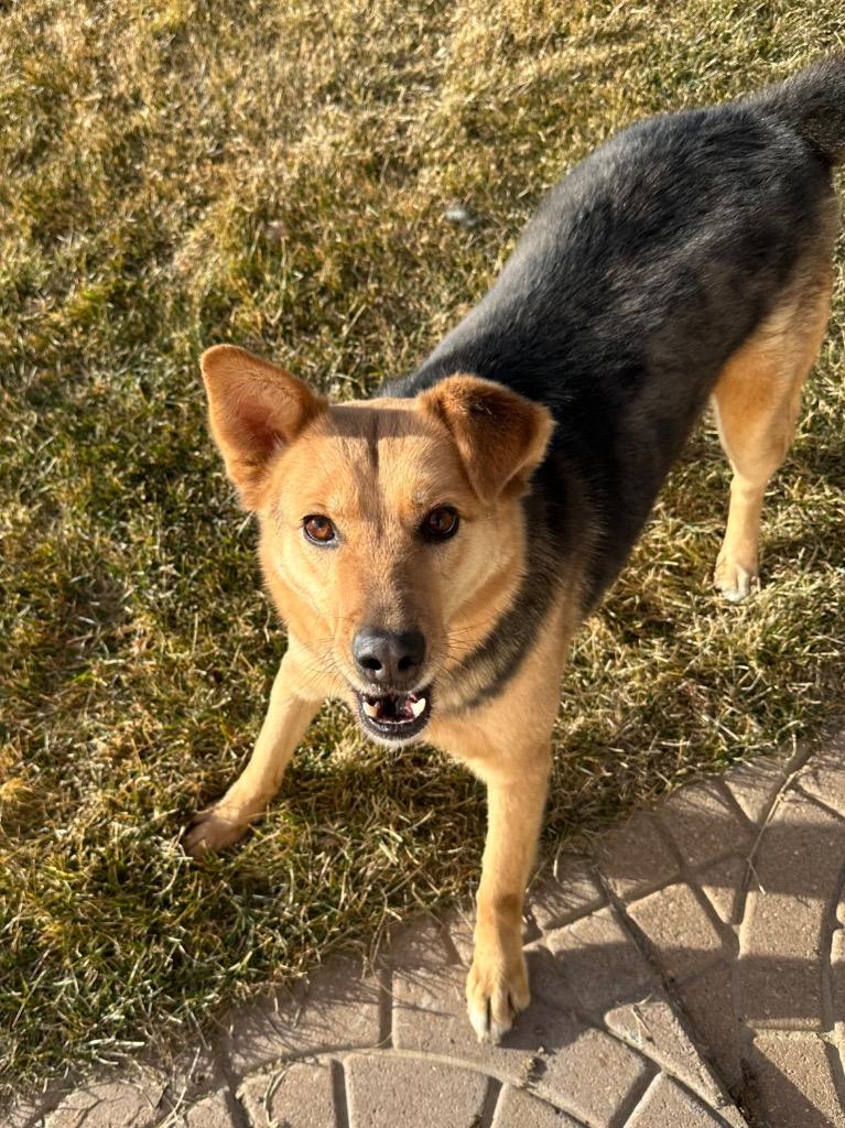 Enlarge Letif, a Adoptable mixed breed in Fort Lupton, CO image 2/4