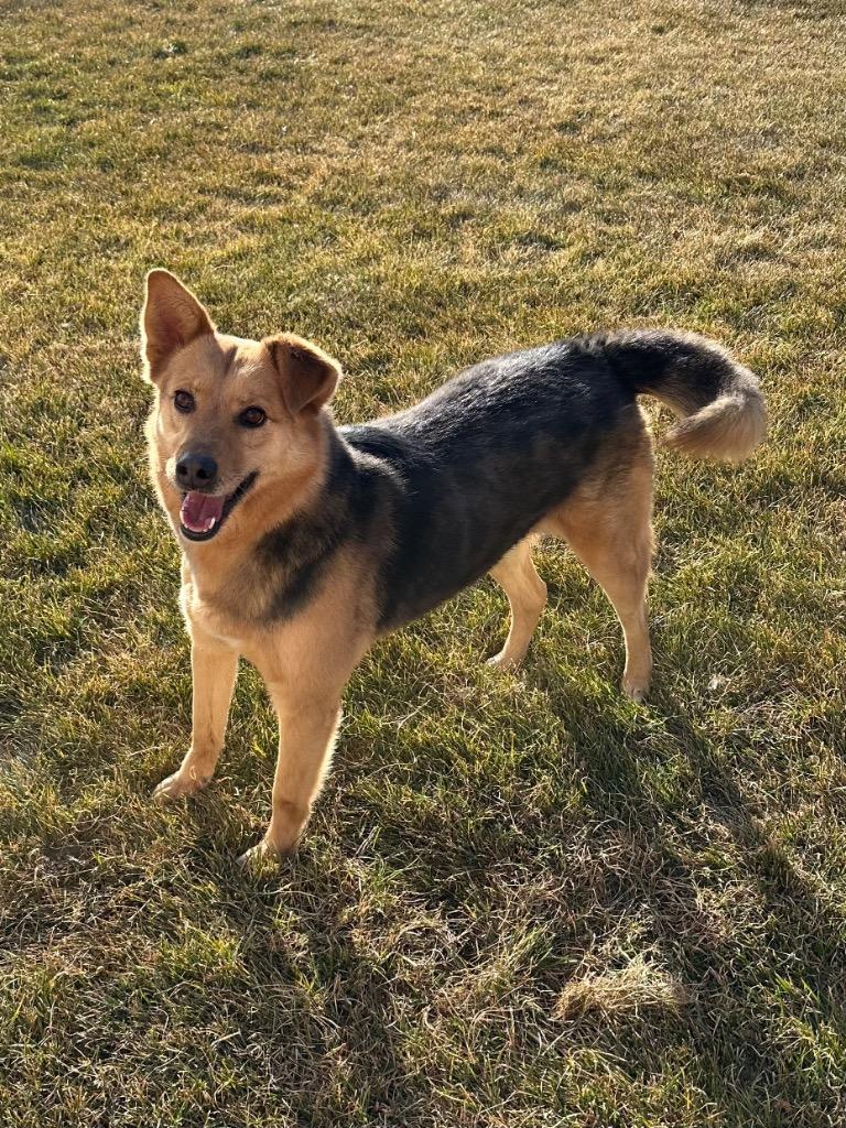 Enlarge Letif, a Adoptable mixed breed in Fort Lupton, CO image 4/4