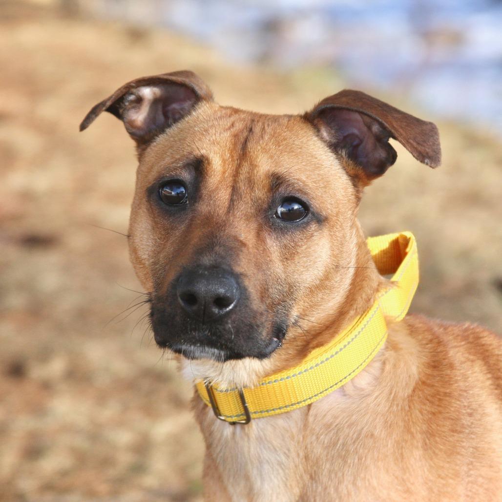 Enlarge Bambi, a Adoptable Mixed Breed in Allentown, PA image 1/3