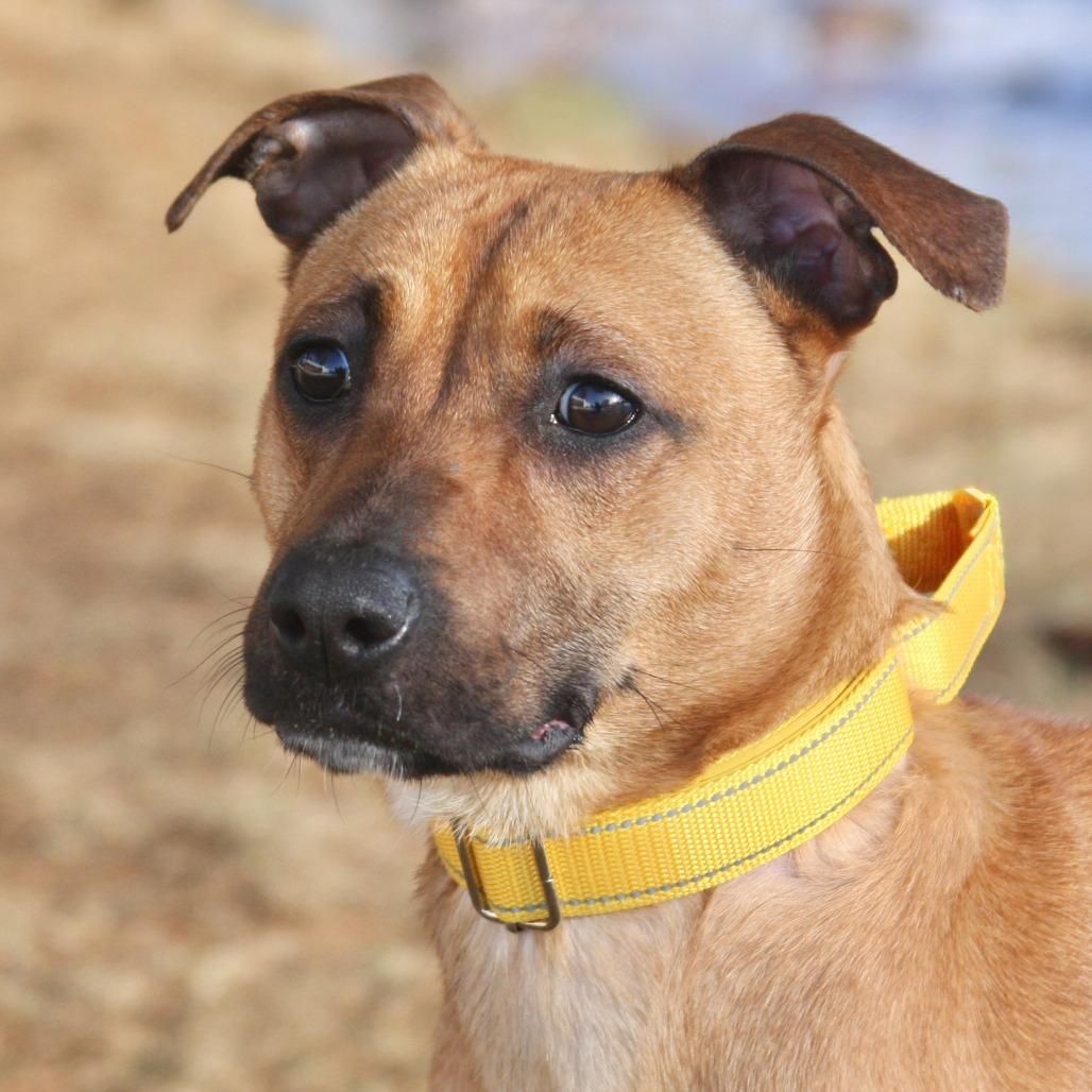 Enlarge Bambi, a Adoptable Mixed Breed in Allentown, PA image 2/3
