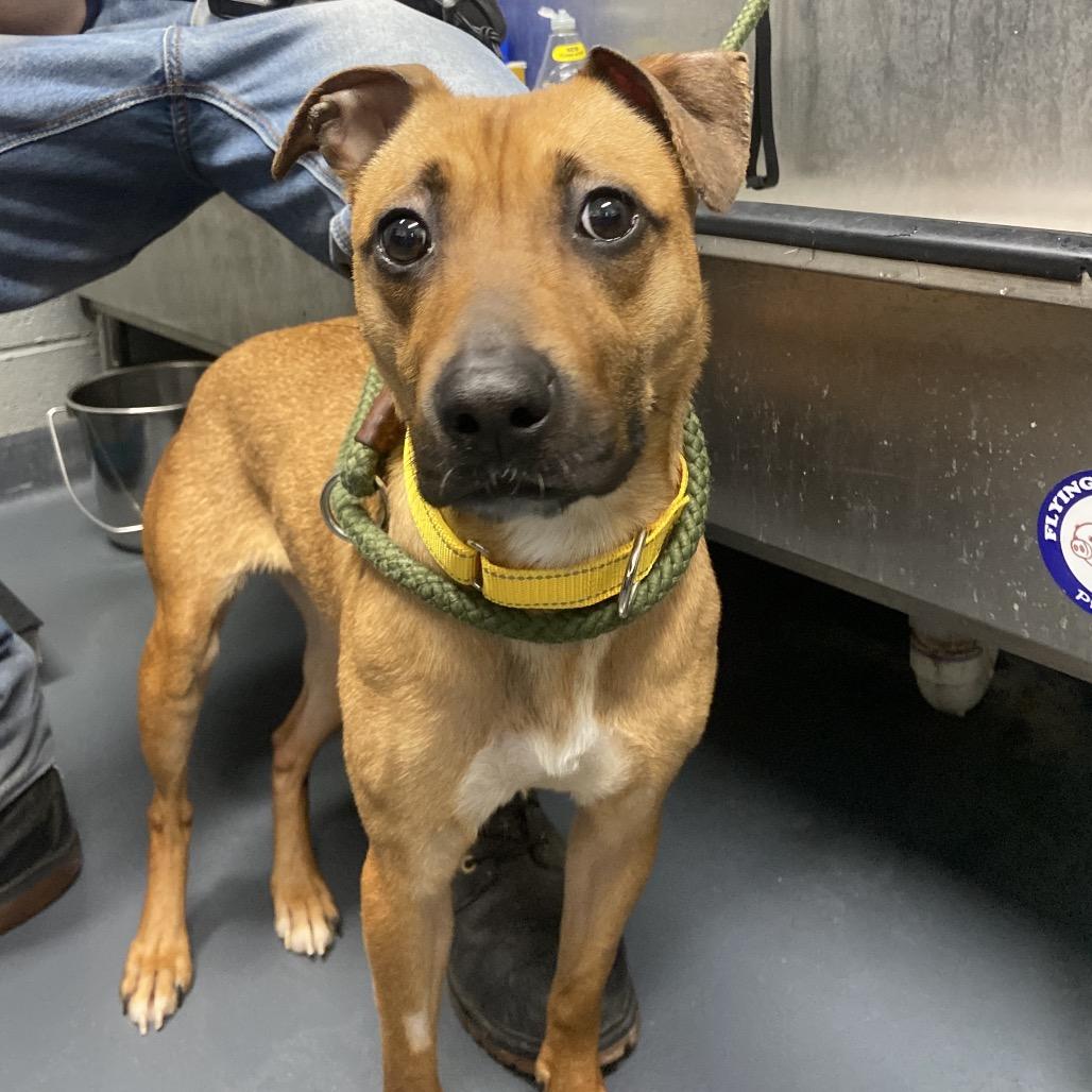 Enlarge Bambi, a Adoptable Mixed Breed in Allentown, PA image 3/3