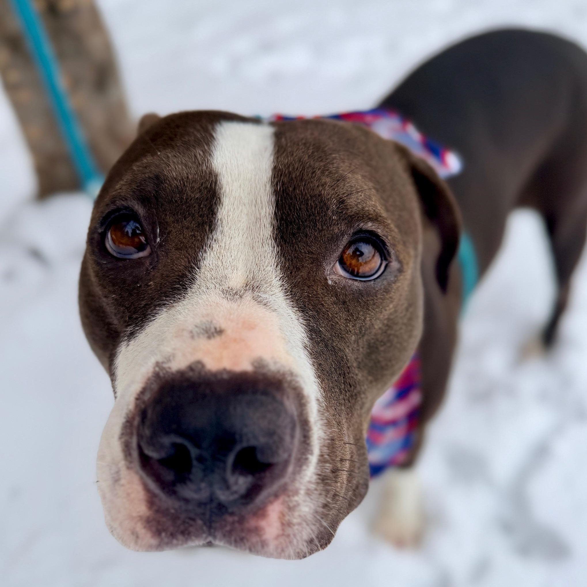 Joanie , a ADOPTABLE mixed breed in Buffalo, NY image 6/6