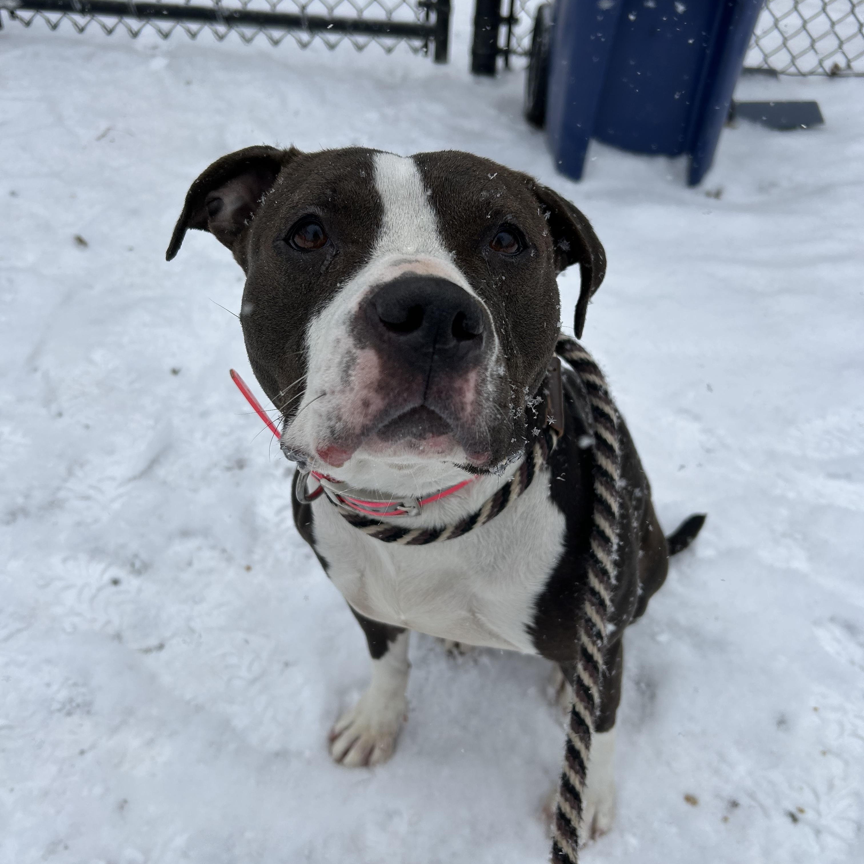 Joanie , a ADOPTABLE mixed breed in Buffalo, NY image 4/6