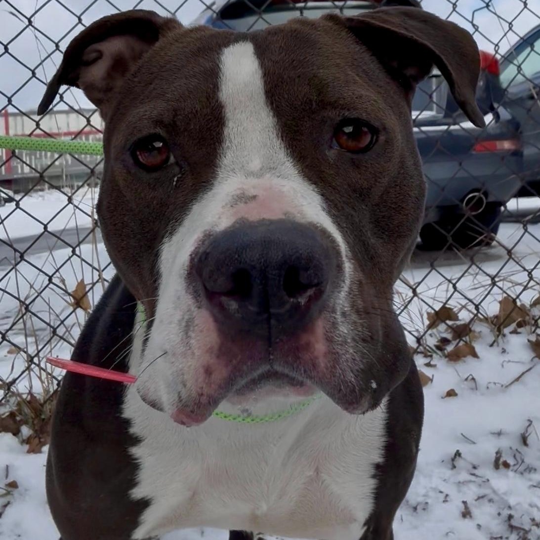 Joanie , a ADOPTABLE mixed breed in Buffalo, NY image 2/6